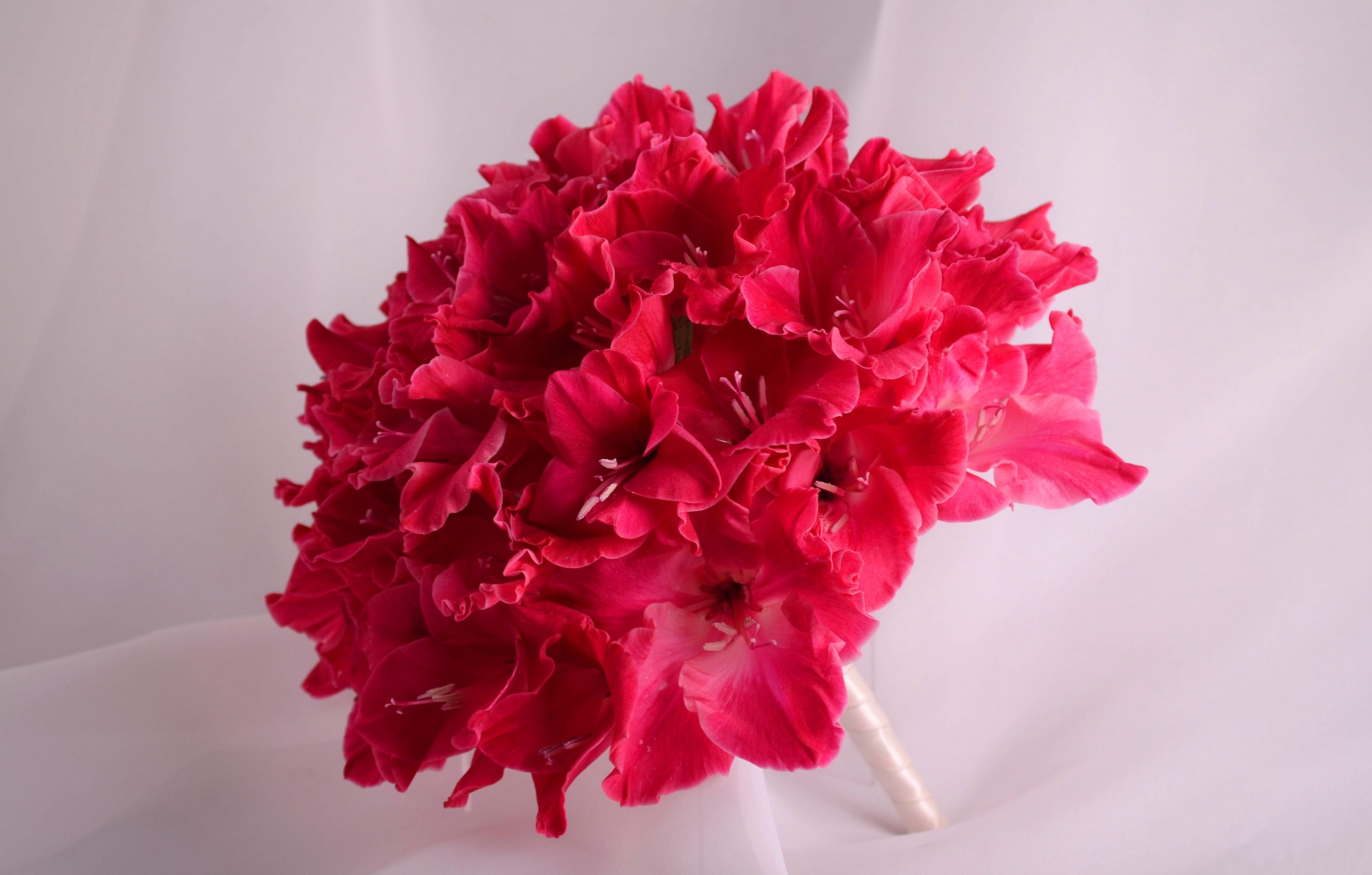 Bouquet of bright pink gladioluses HD Wallpaper