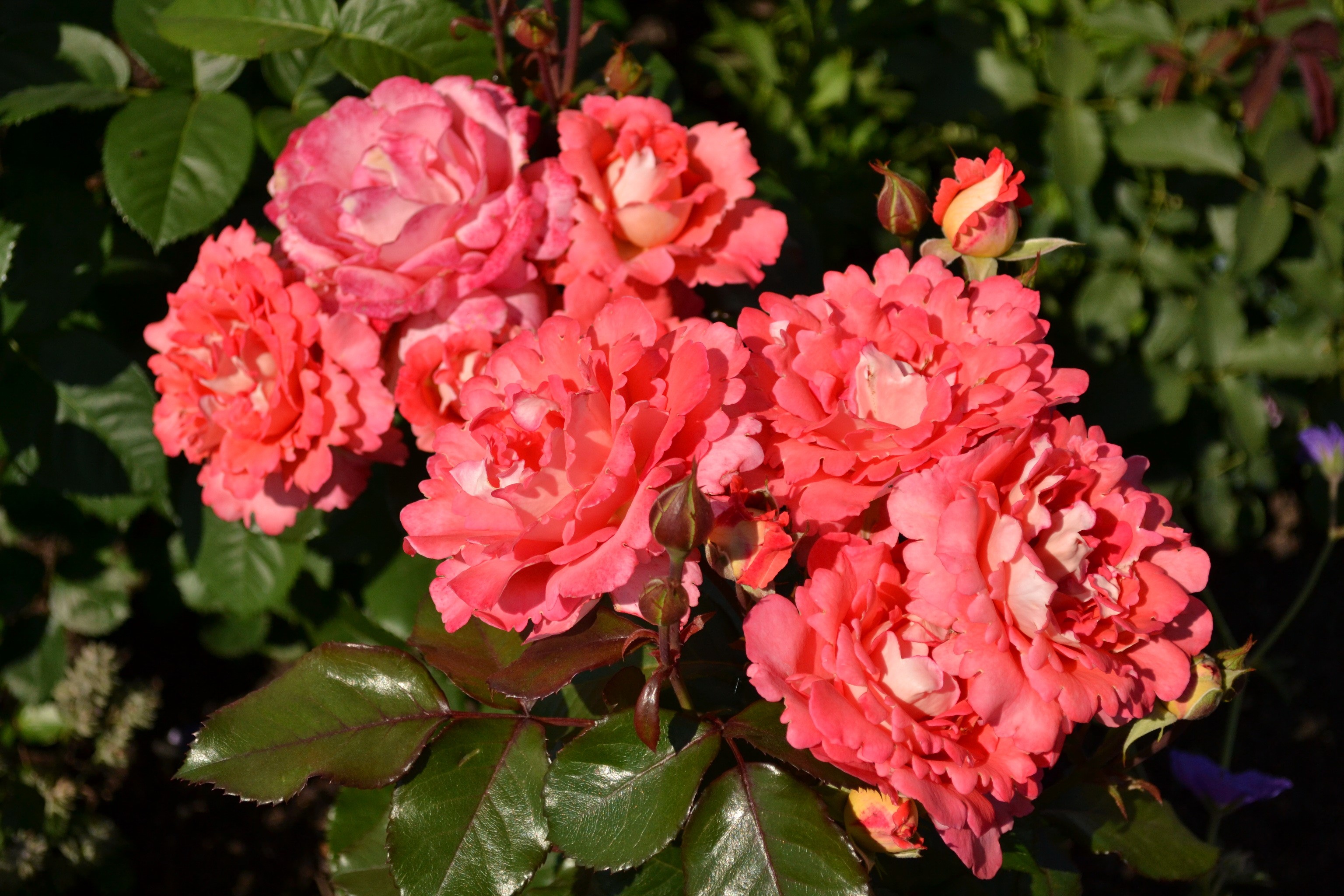 Cluster of pink and coral roses in bloom HD Wallpaper