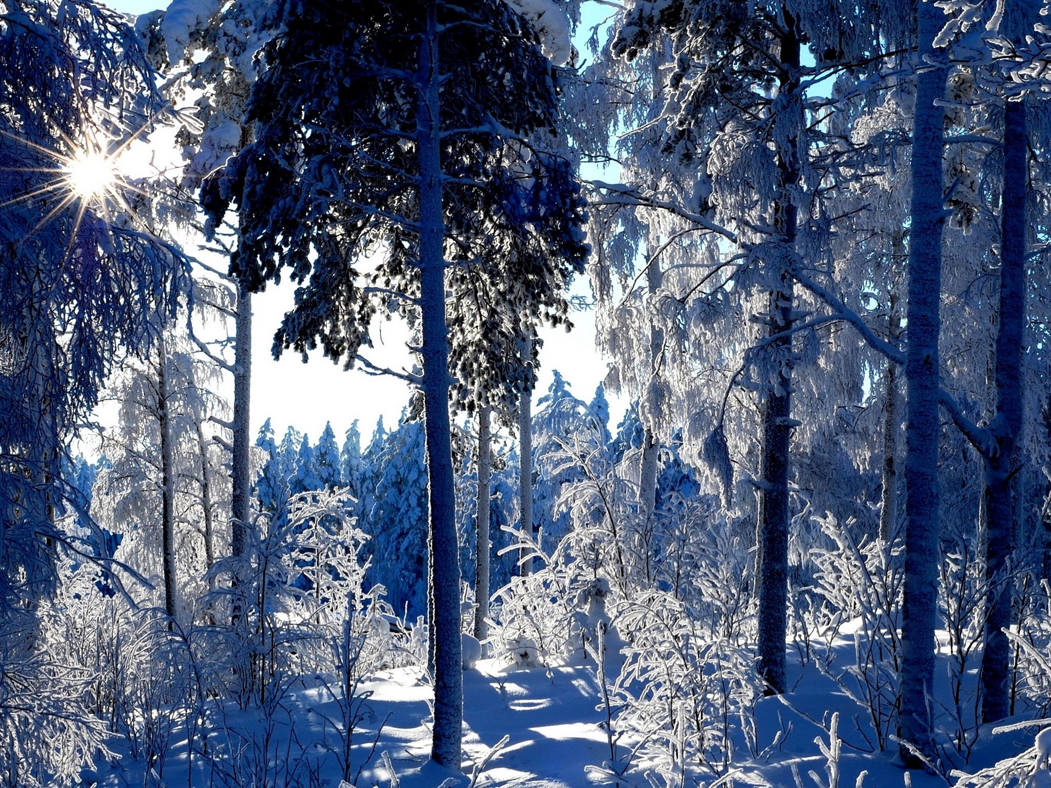 Sunlight shining through snow-covered trees in a forest HD Wallpaper