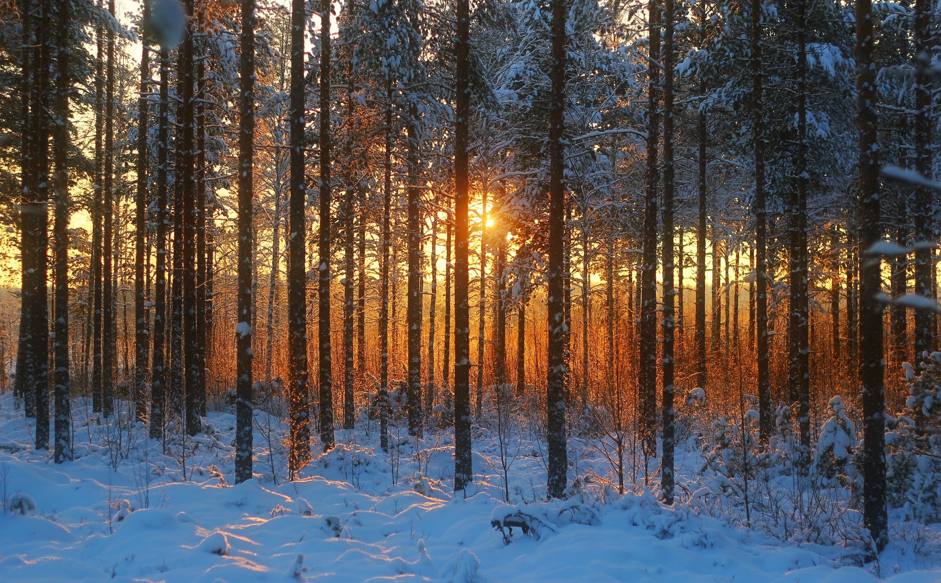 Sunlight filtering through a snow-covered forest at sunset HD Wallpaper