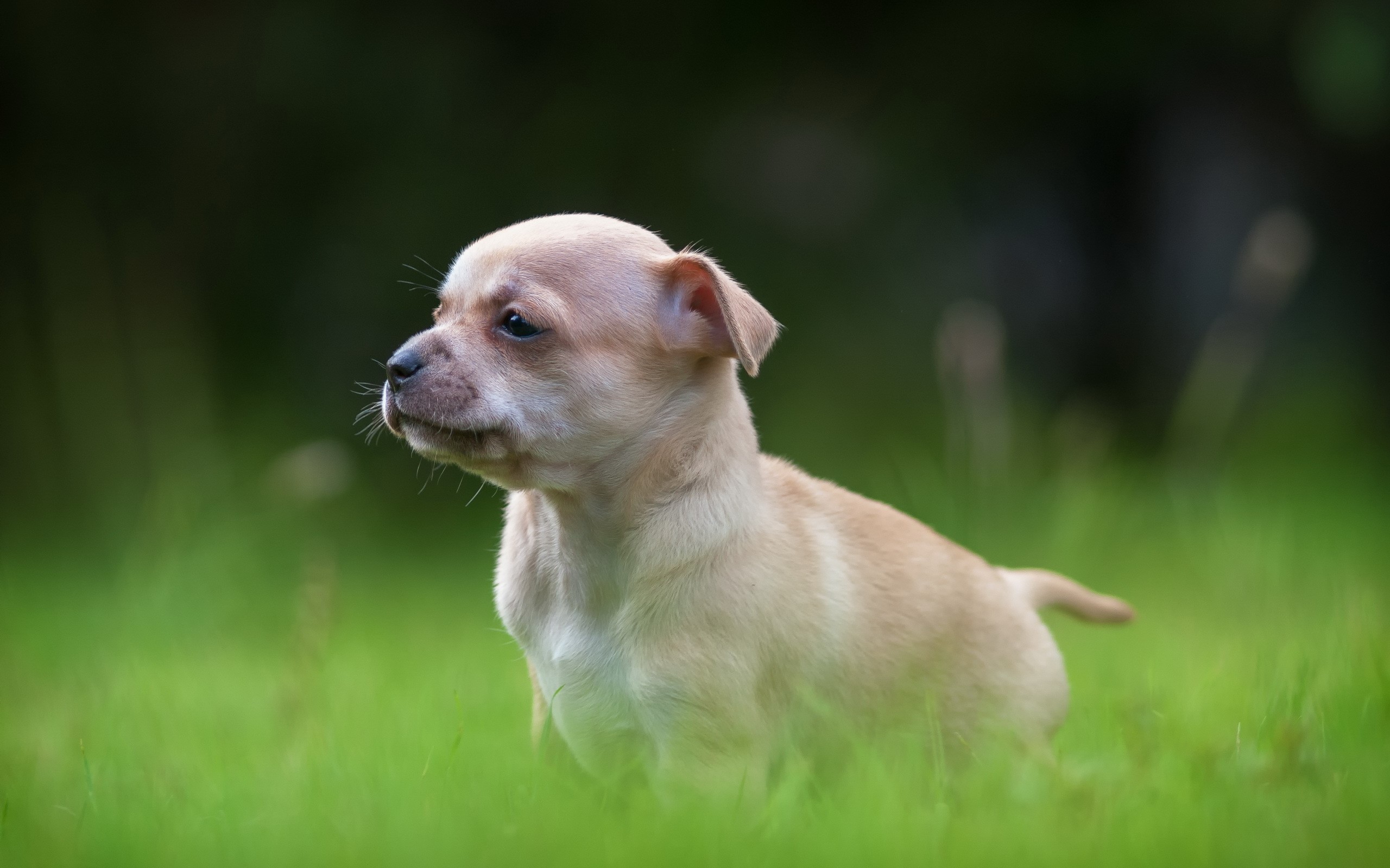 Chihuahua puppy sitting in green grass HD Wallpaper