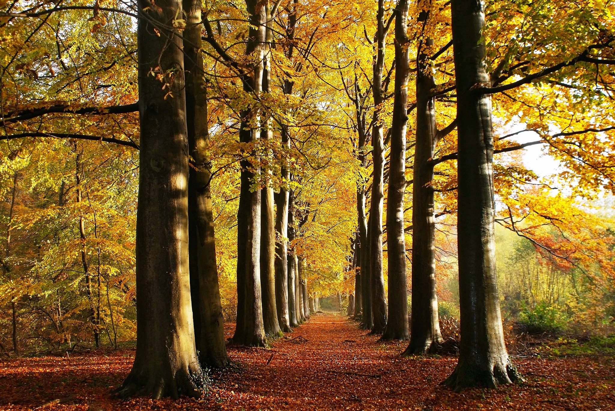 Autumn Avenue of Trees HD Wallpaper