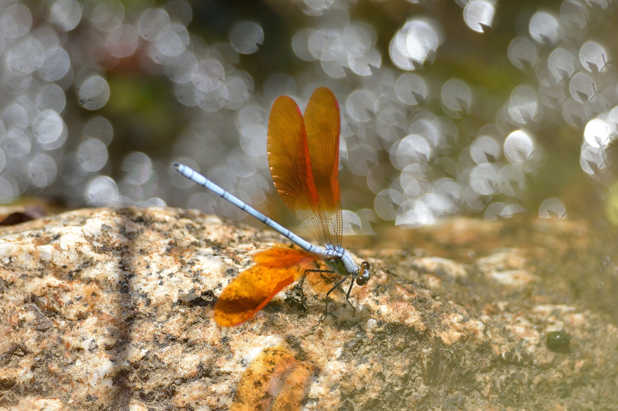 Orange dragonfly with blue body on a rock HD Wallpaper