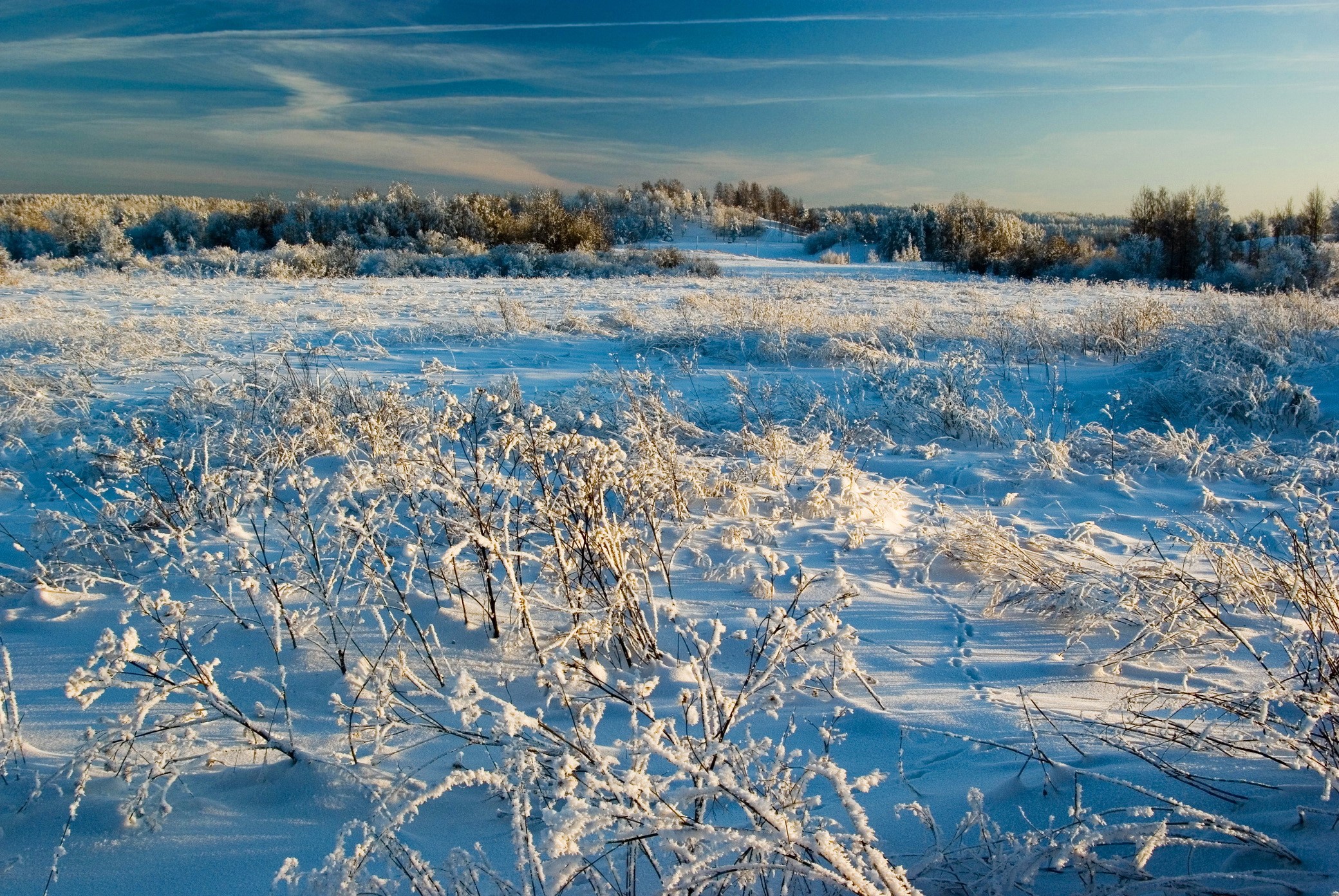 Winter landscape with snow-covered field and trees HD Wallpaper