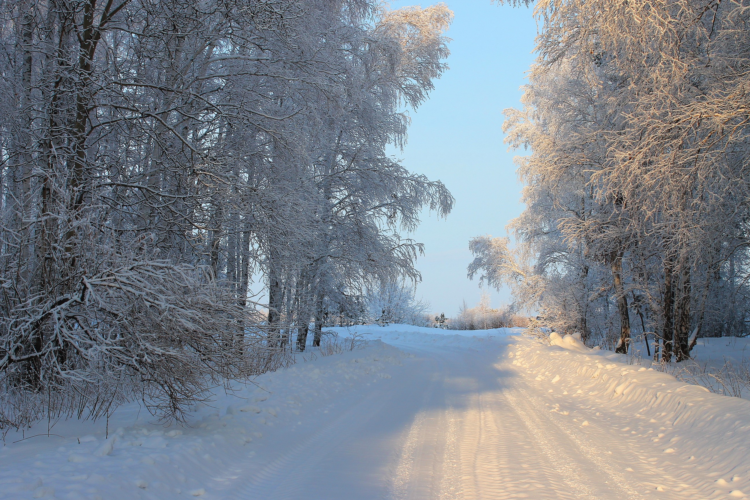 Snowy road through a winter forest HD Wallpaper