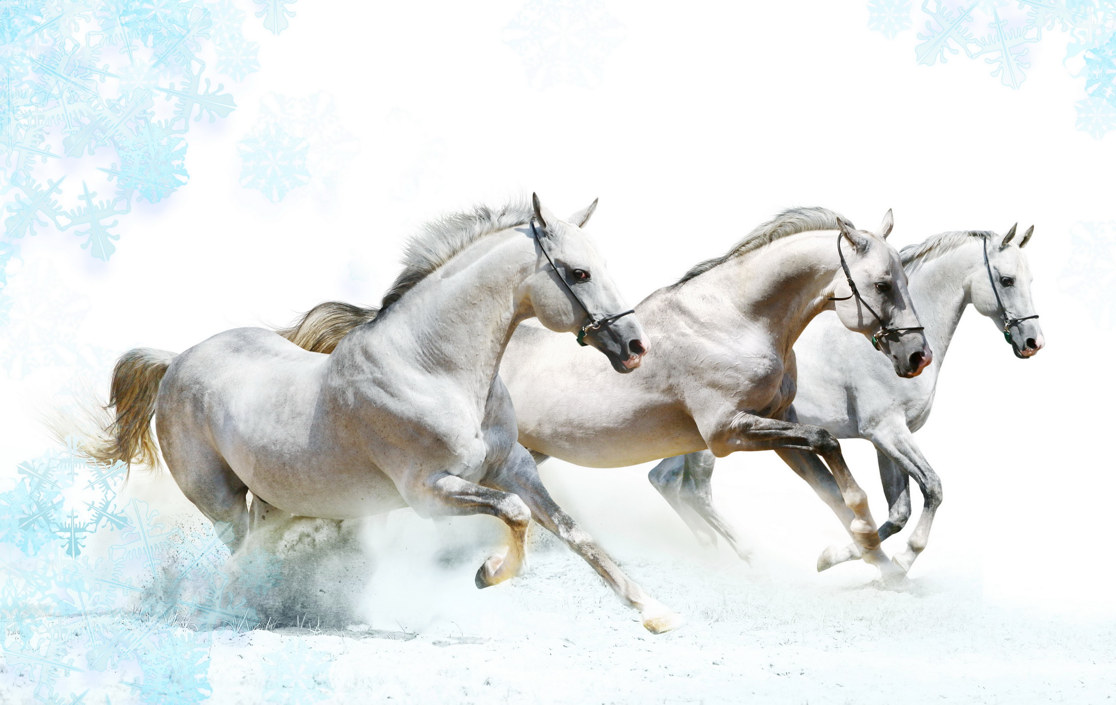 Three White Horses Running in Snow HD Wallpaper