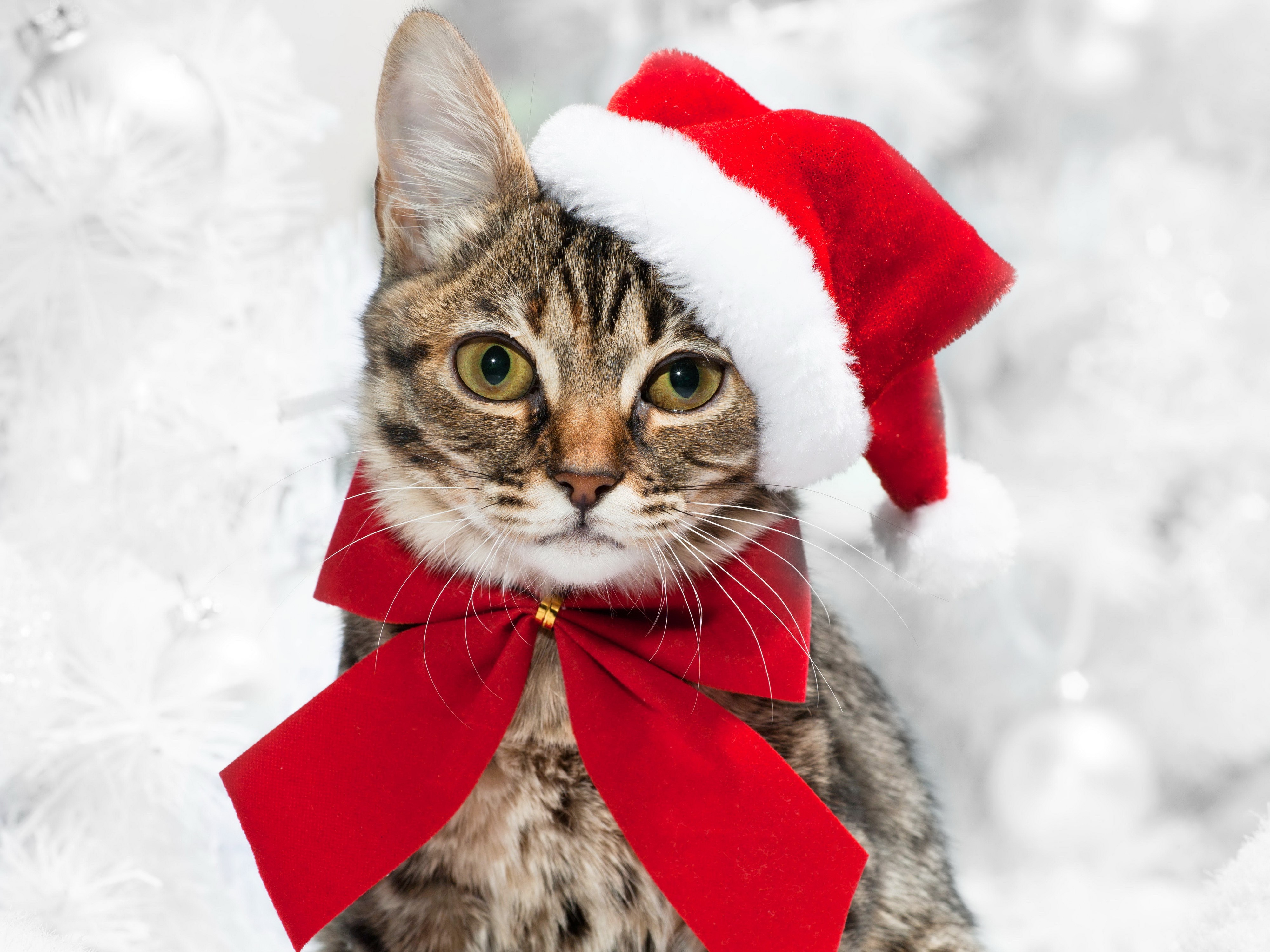 Cat wearing a Santa hat and red bow HD Wallpaper