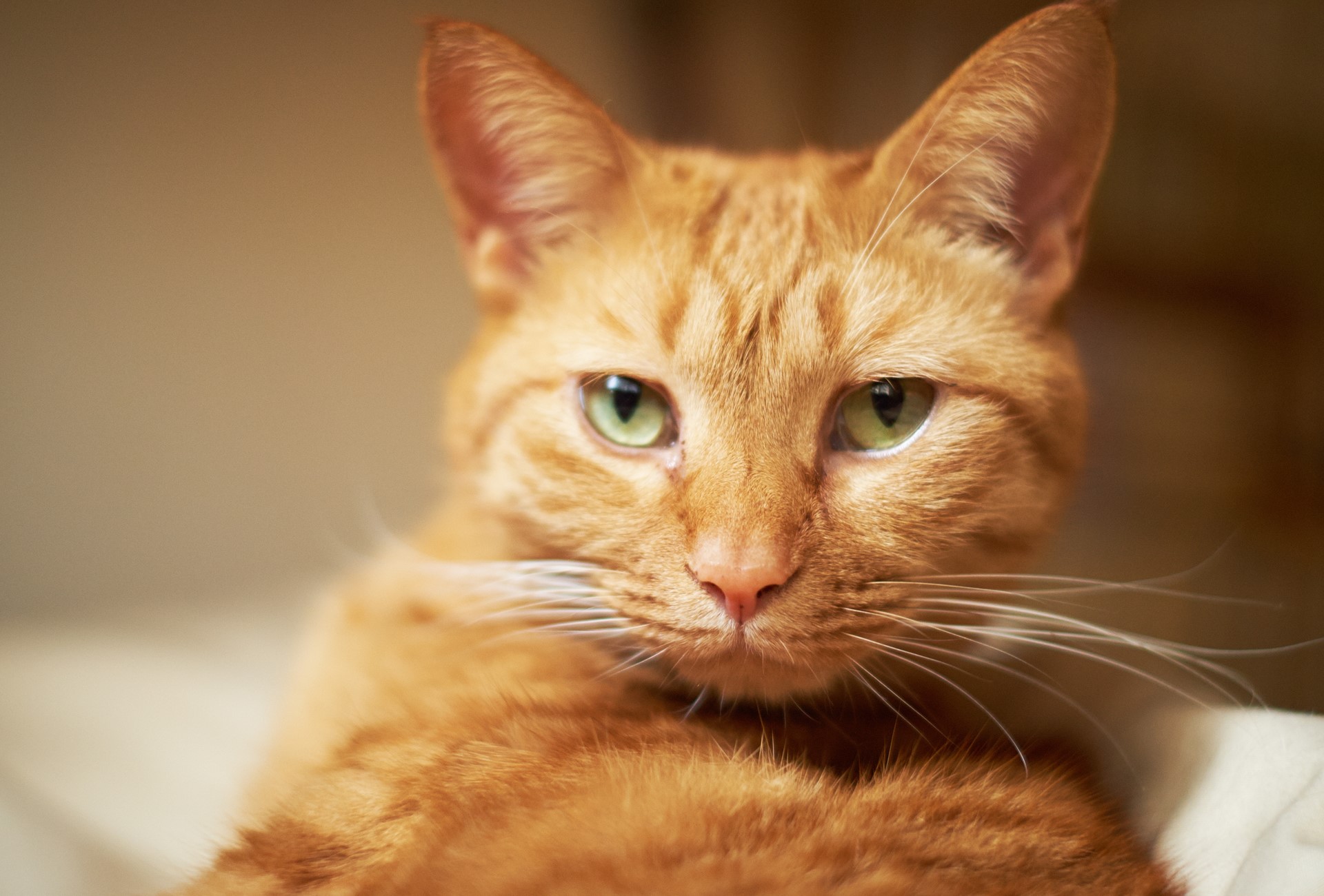 Orange tabby cat with green eyes HD Wallpaper
