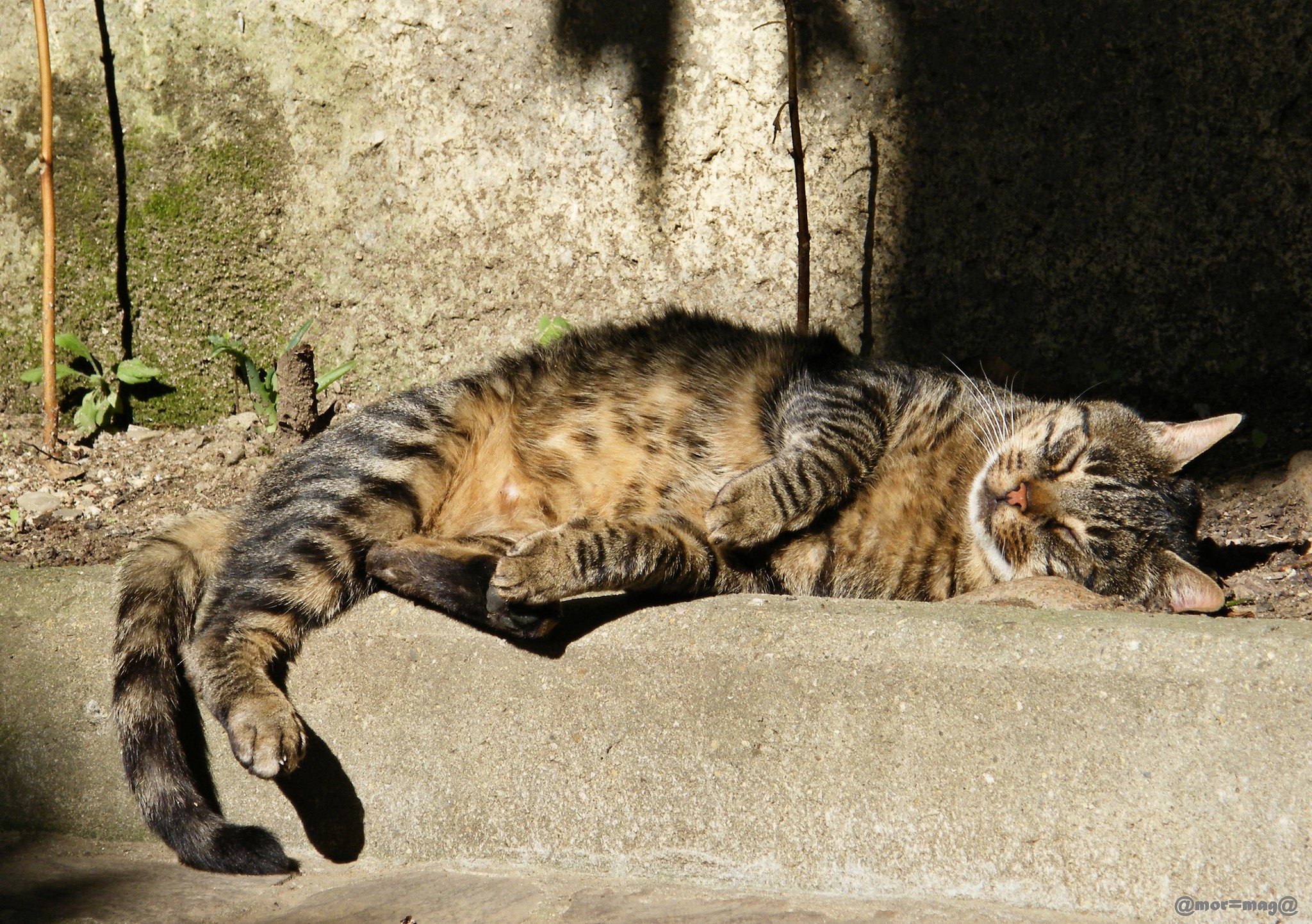 Tabby cat sleeping on concrete in sunlight HD Wallpaper