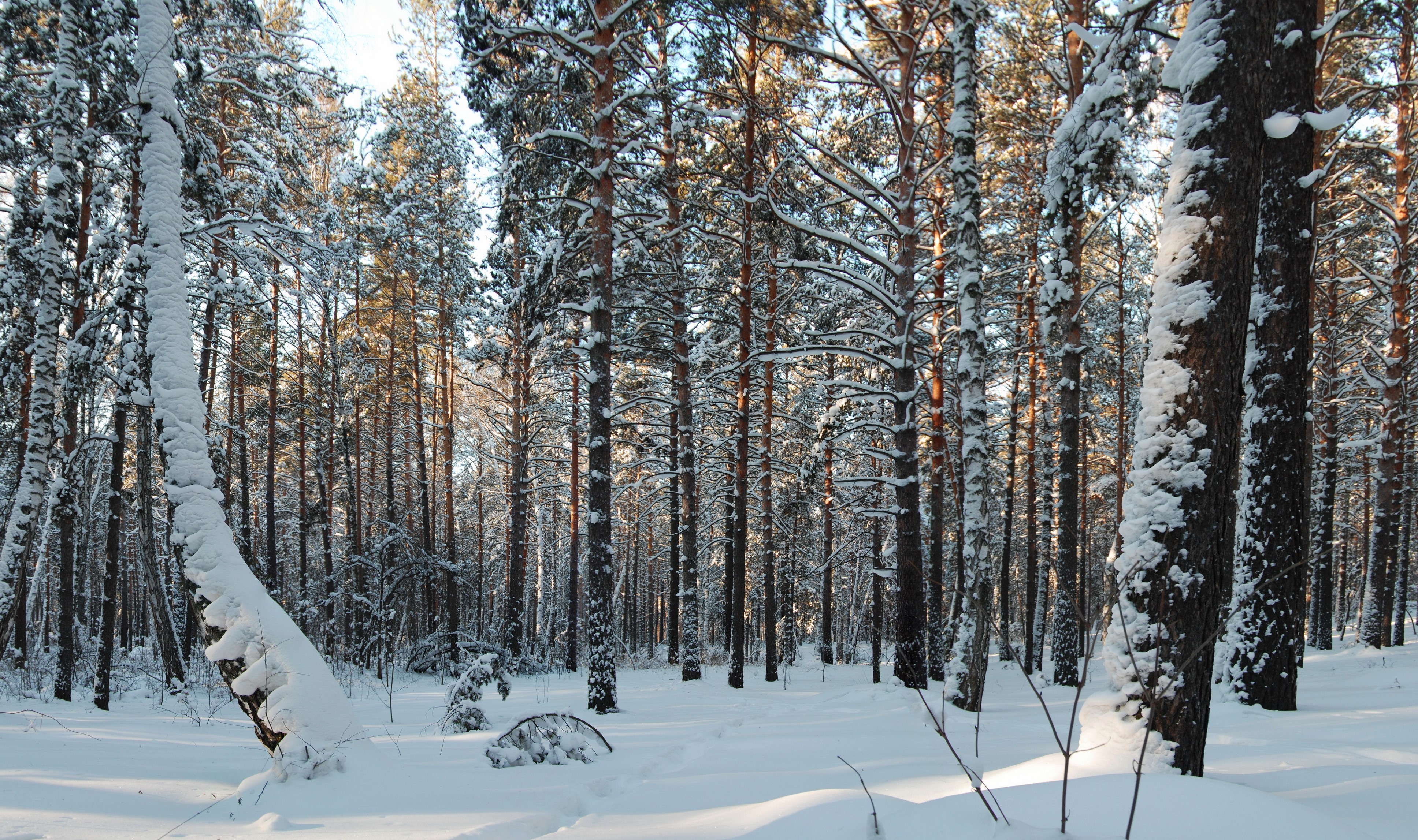 Snowy forest with tall pine trees HD Wallpaper