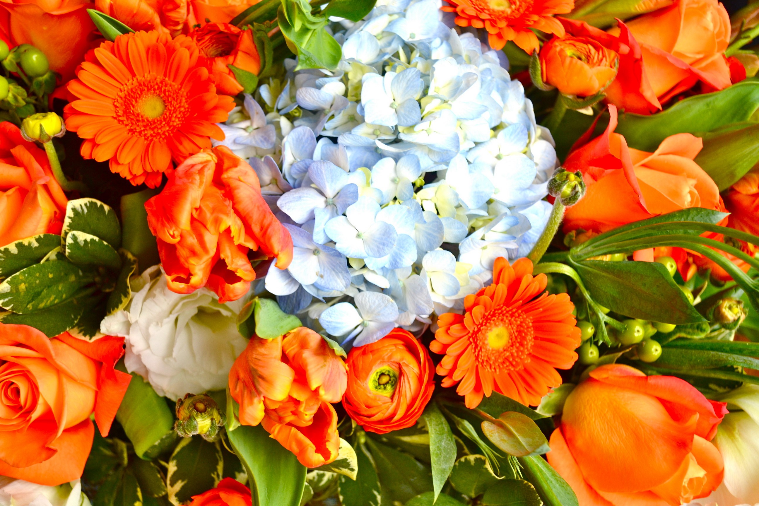 Bouquet of orange gerberas and blue hydrangeas HD Wallpaper