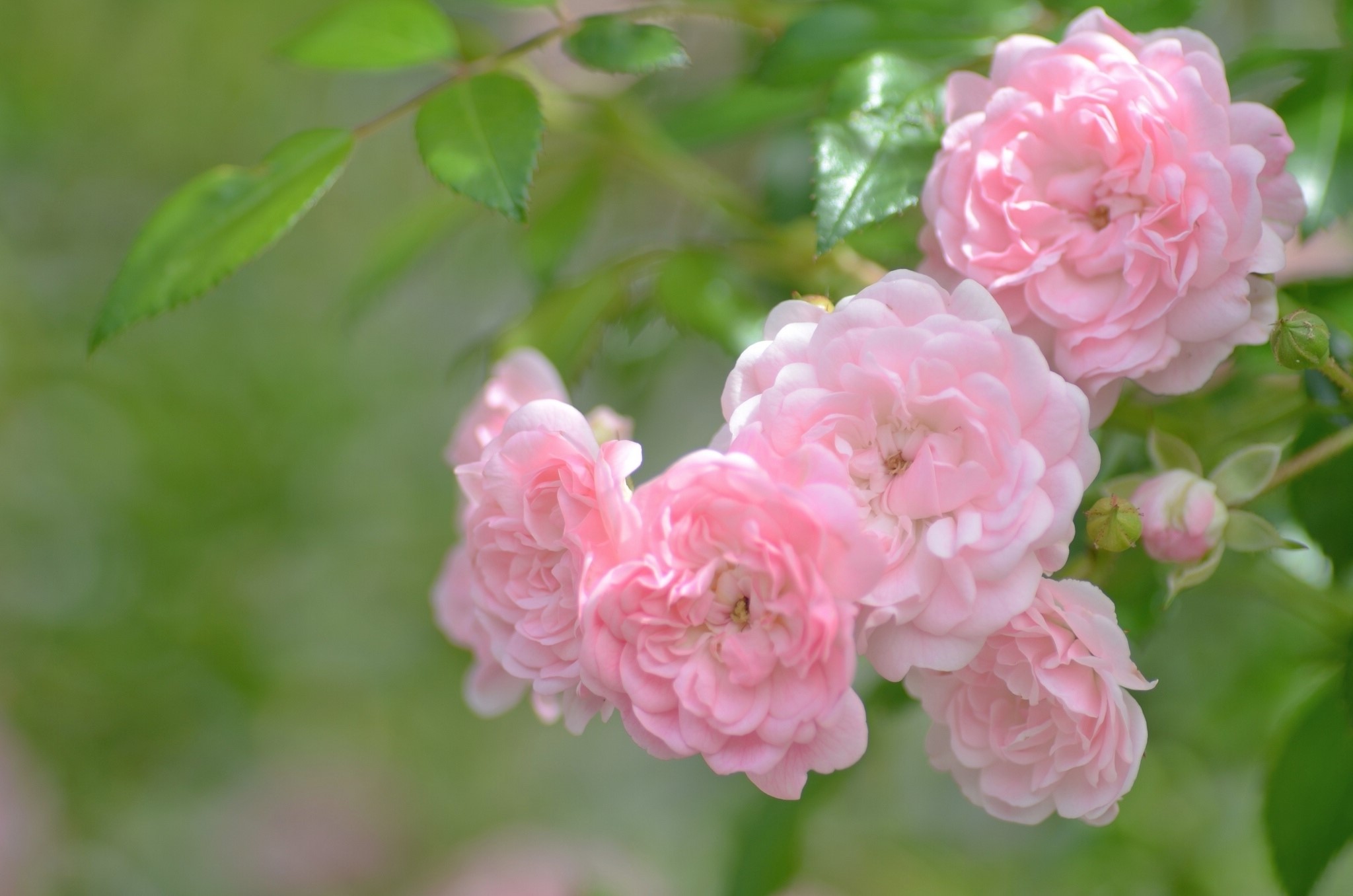 Cluster of pink roses with green leaves HD Wallpaper