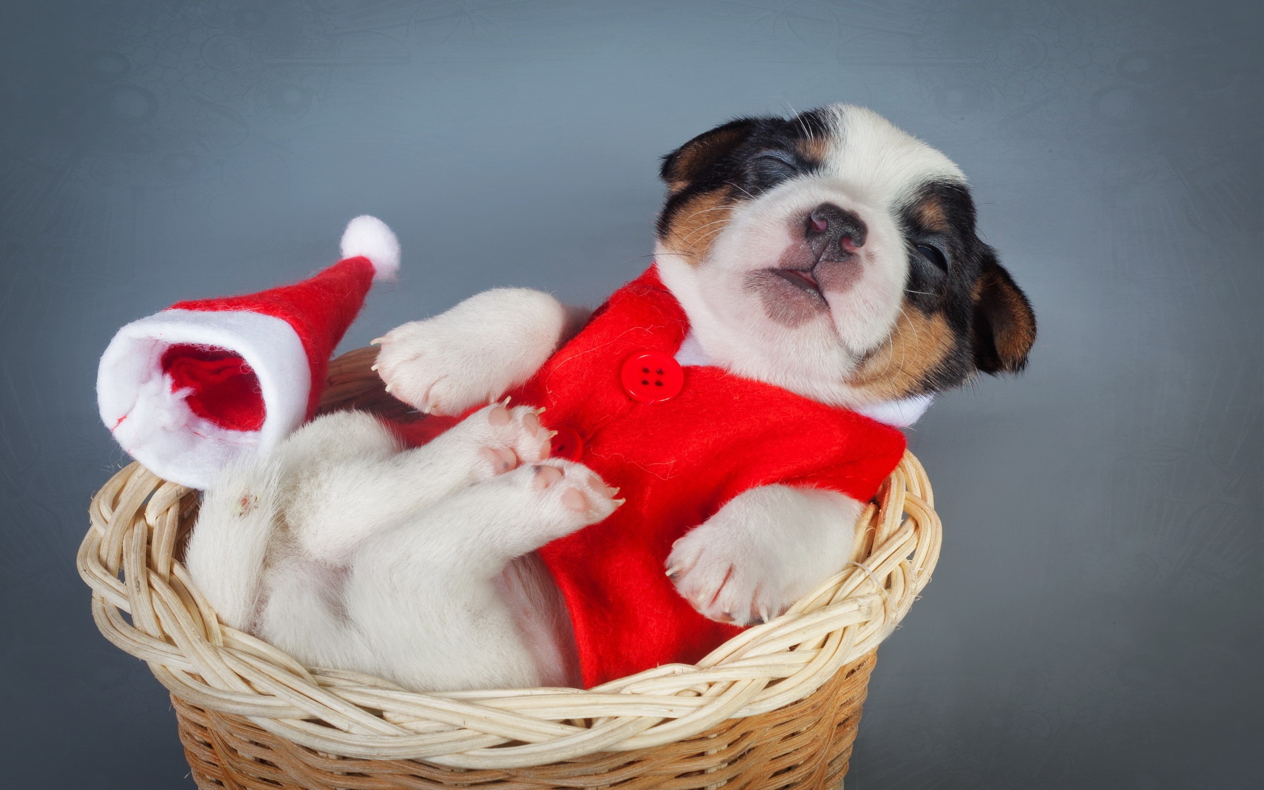 Puppy in a Christmas outfit in a basket HD Wallpaper