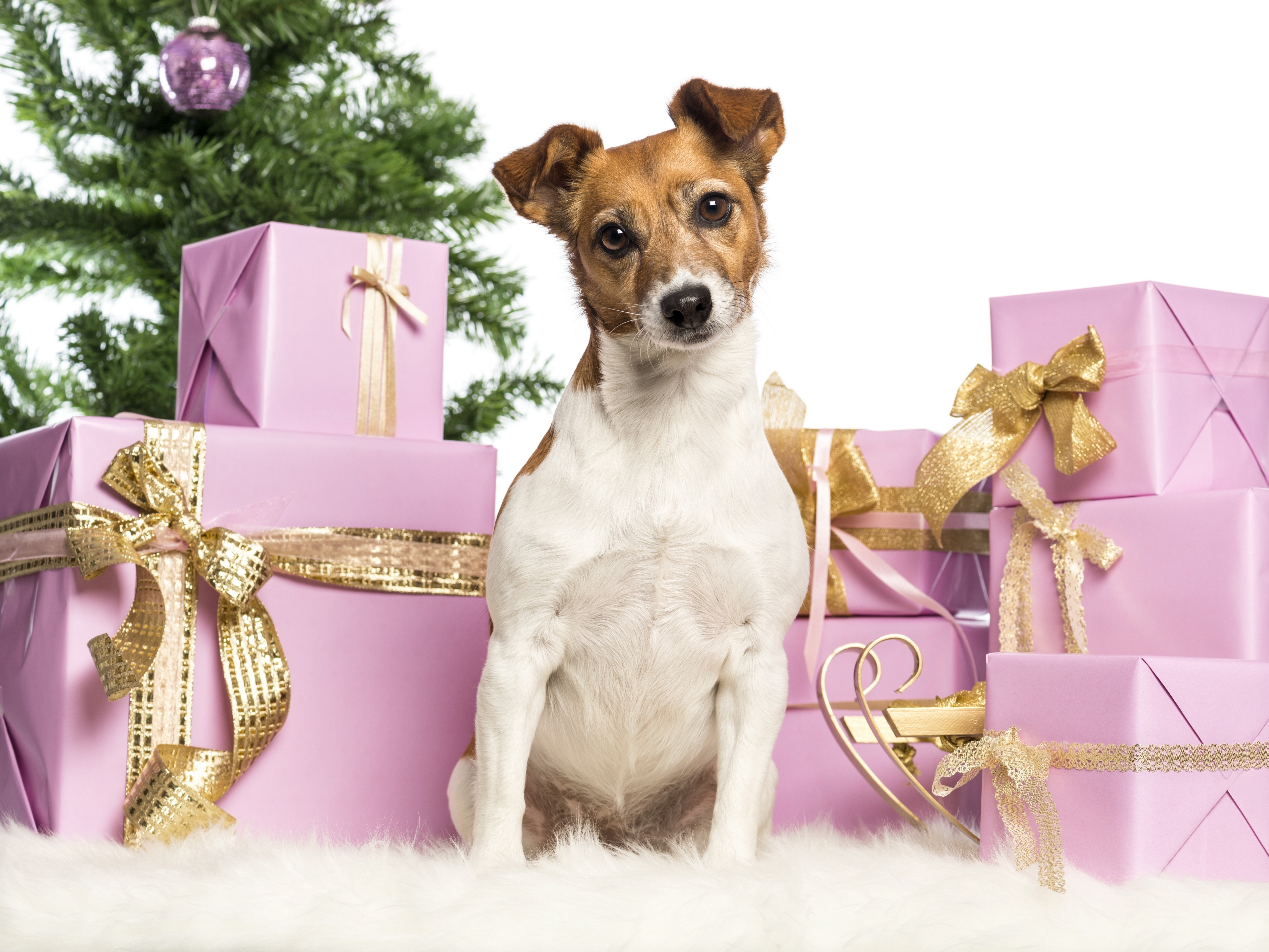 Jack Russell terrier with Christmas gifts HD Wallpaper