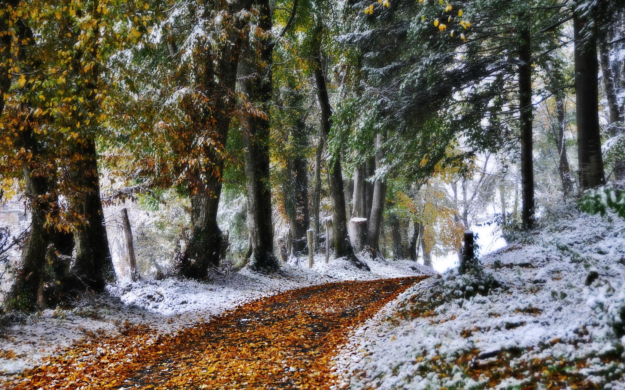 Autumn leaves and snow on a forest path HD Wallpaper
