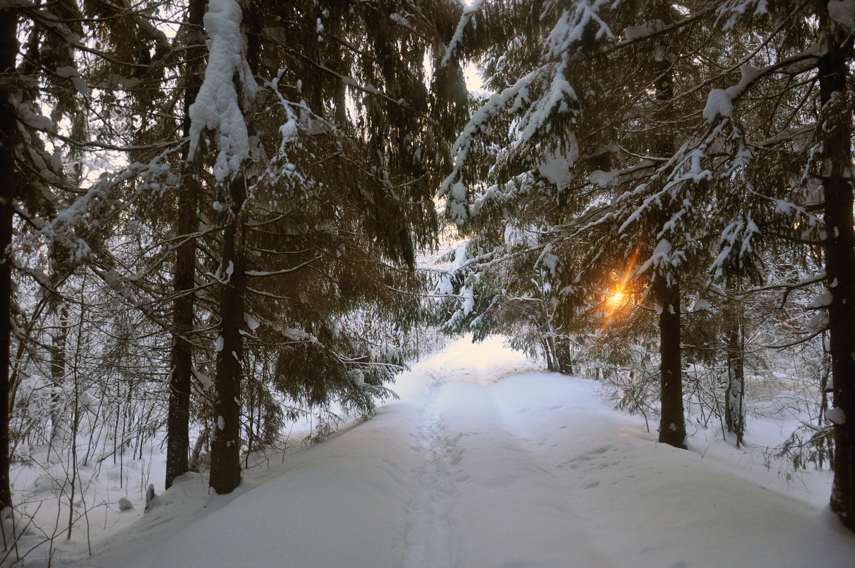 Snowy forest path with sunbeams HD Wallpaper