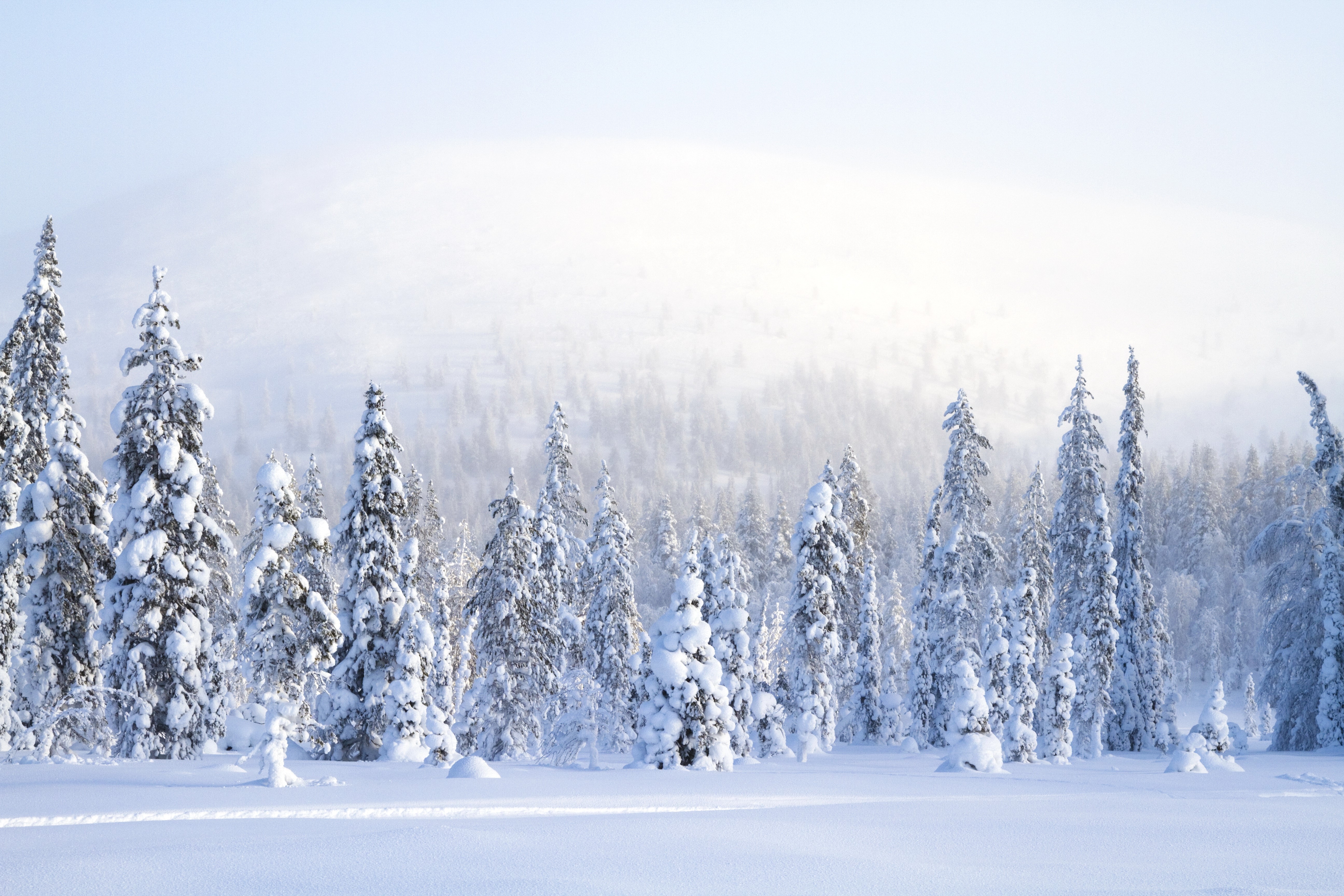 Snow-covered spruce trees in a winter forest HD Wallpaper