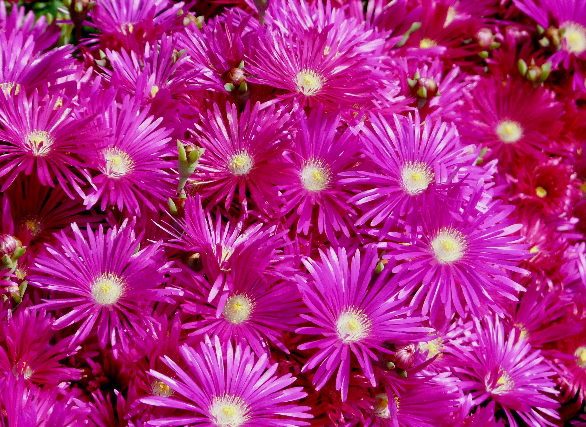 Many bright pink Mesembryanthemum flowers HD Wallpaper