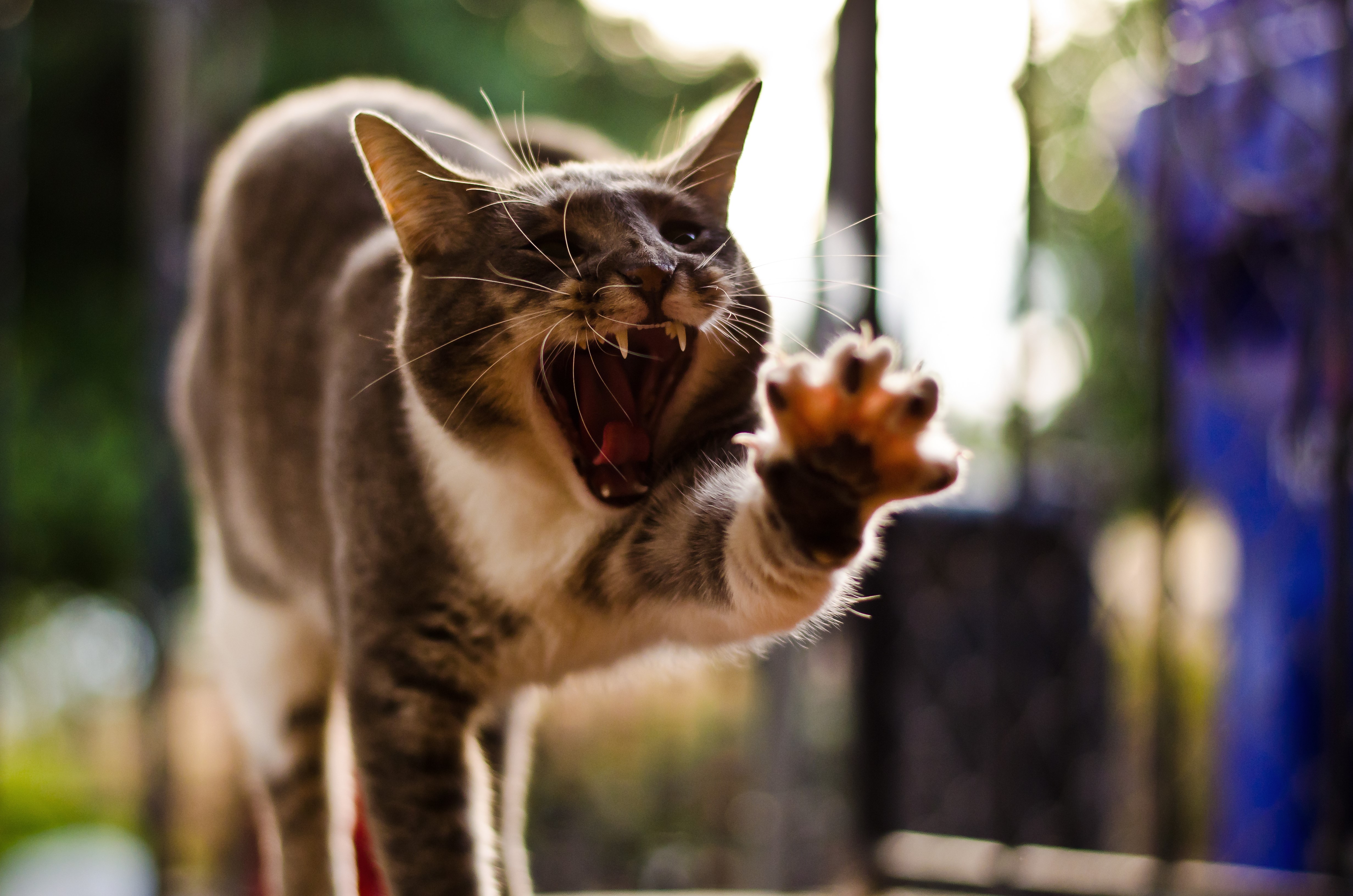 Cat yawning with paw extended HD Wallpaper