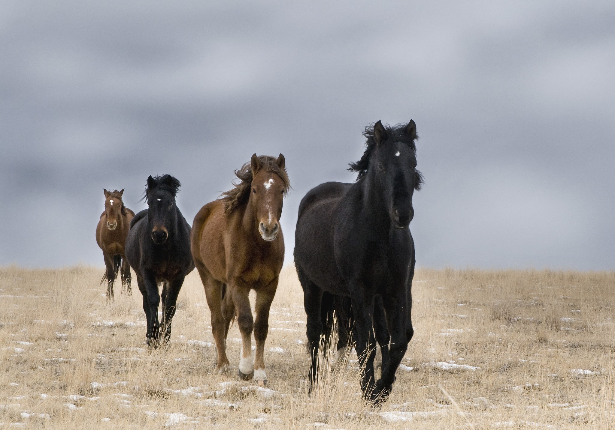 Four horses running across a dry field HD Wallpaper