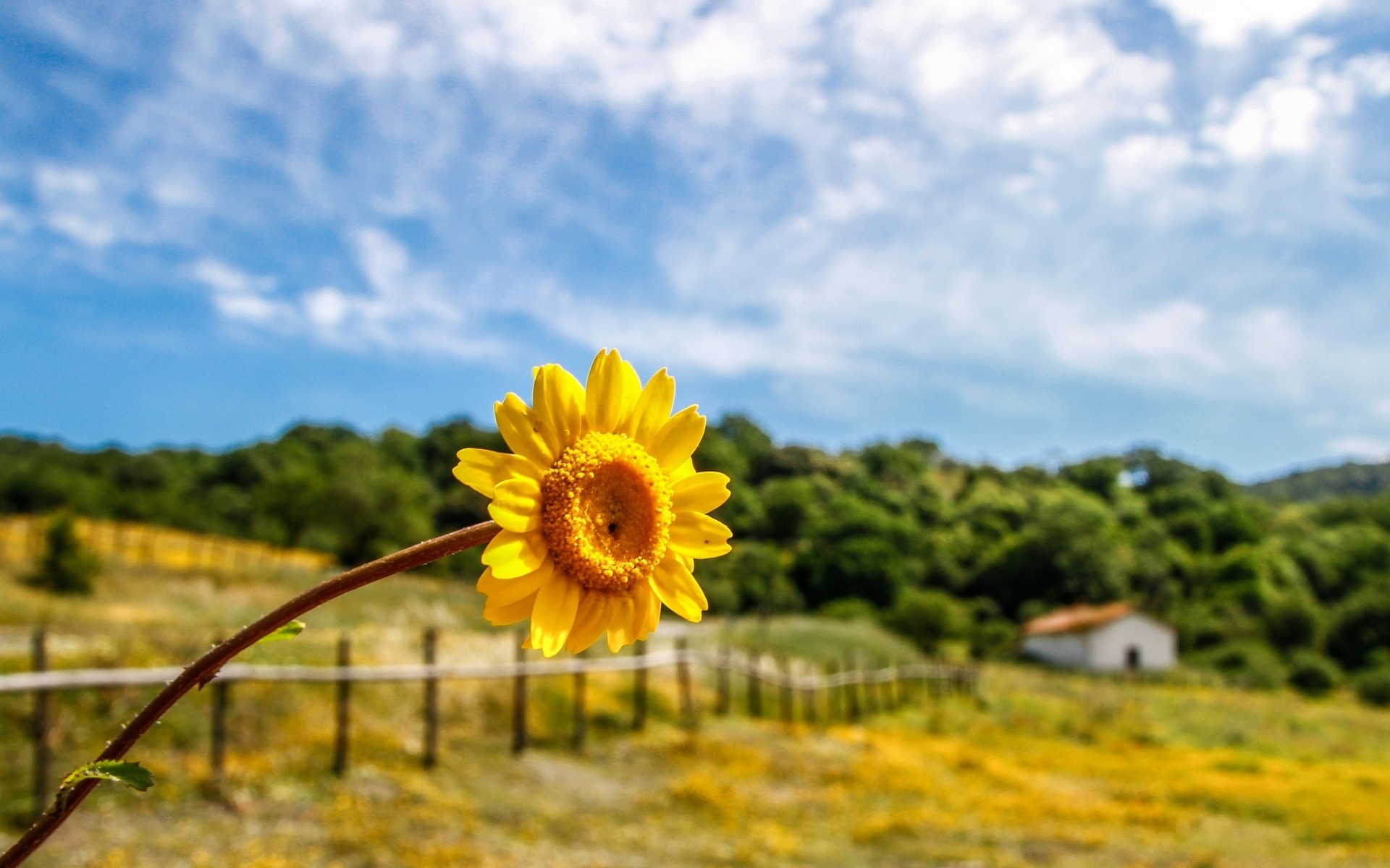 Yellow flower in a field with a house HD Wallpaper