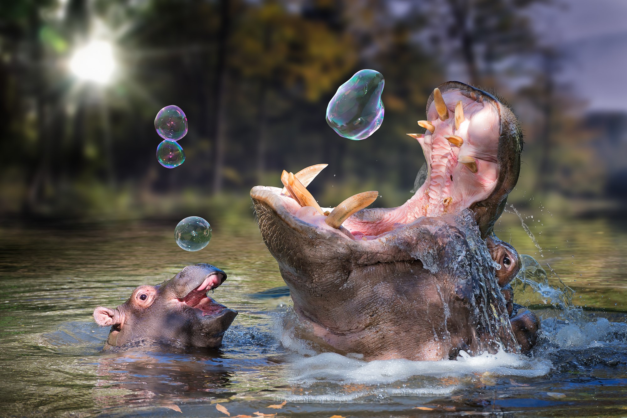 Two hippos playing with bubbles in water HD Wallpaper