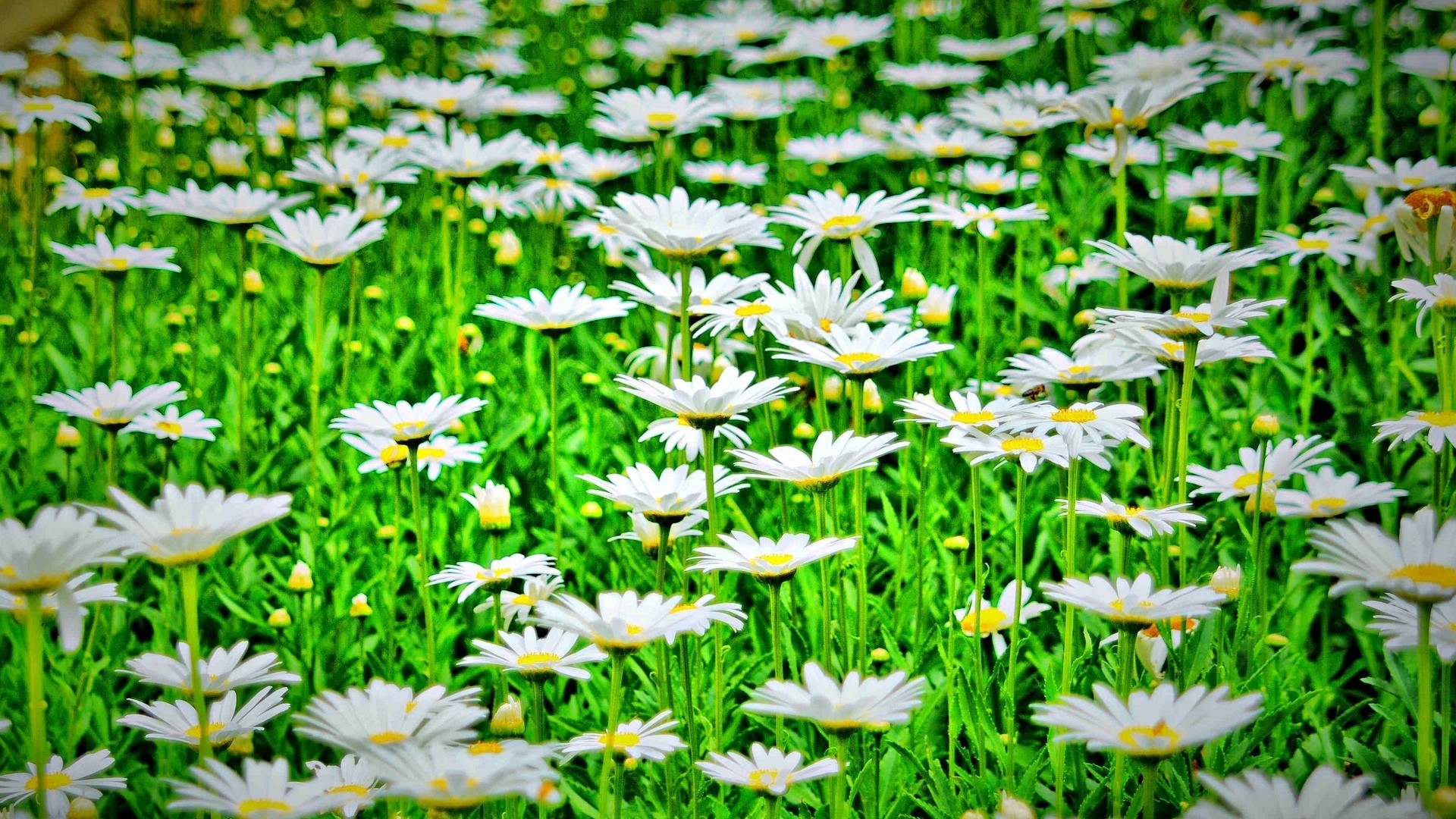 Field of white daisies with green grass HD Wallpaper