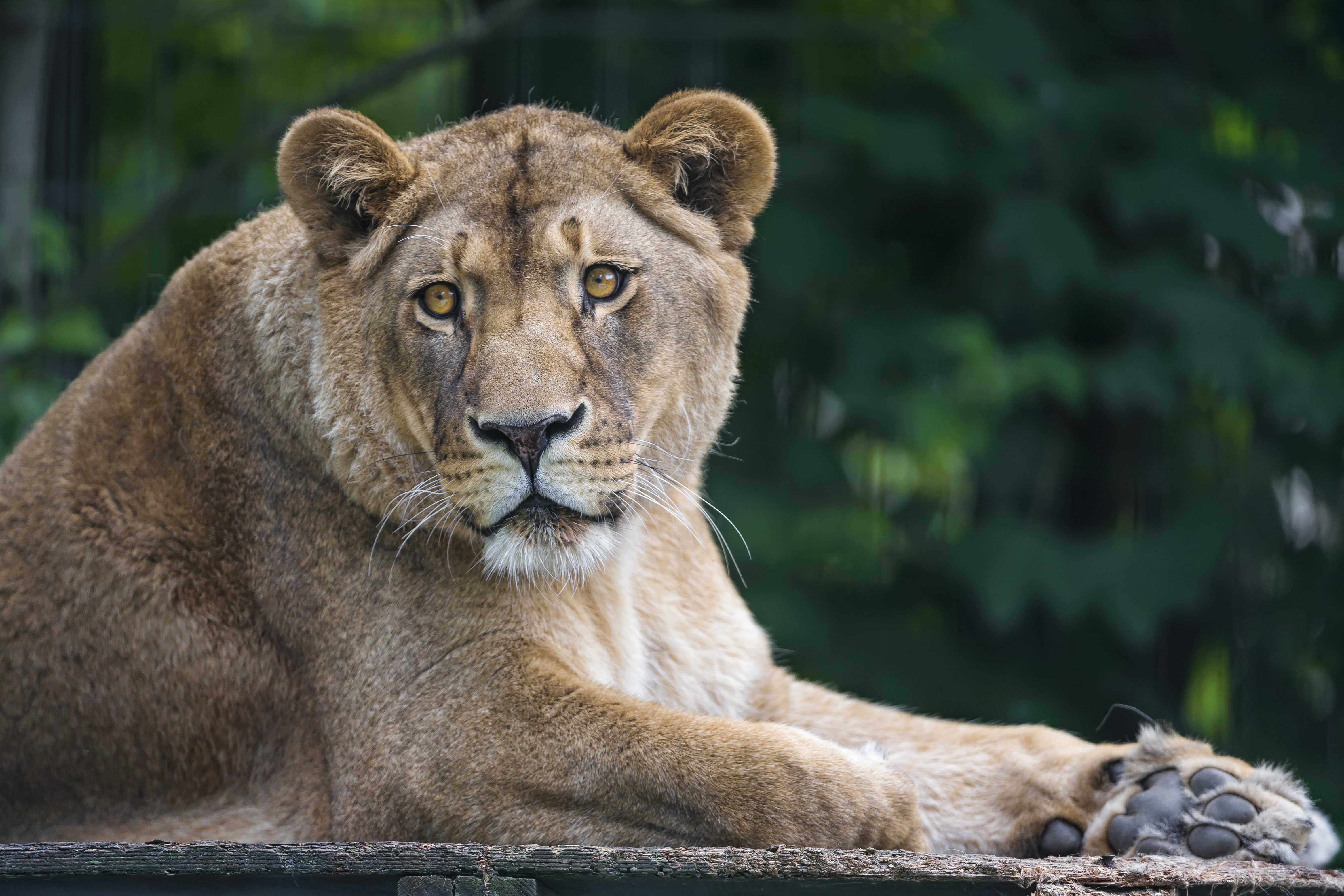 Lioness resting on a wooden surface HD Wallpaper