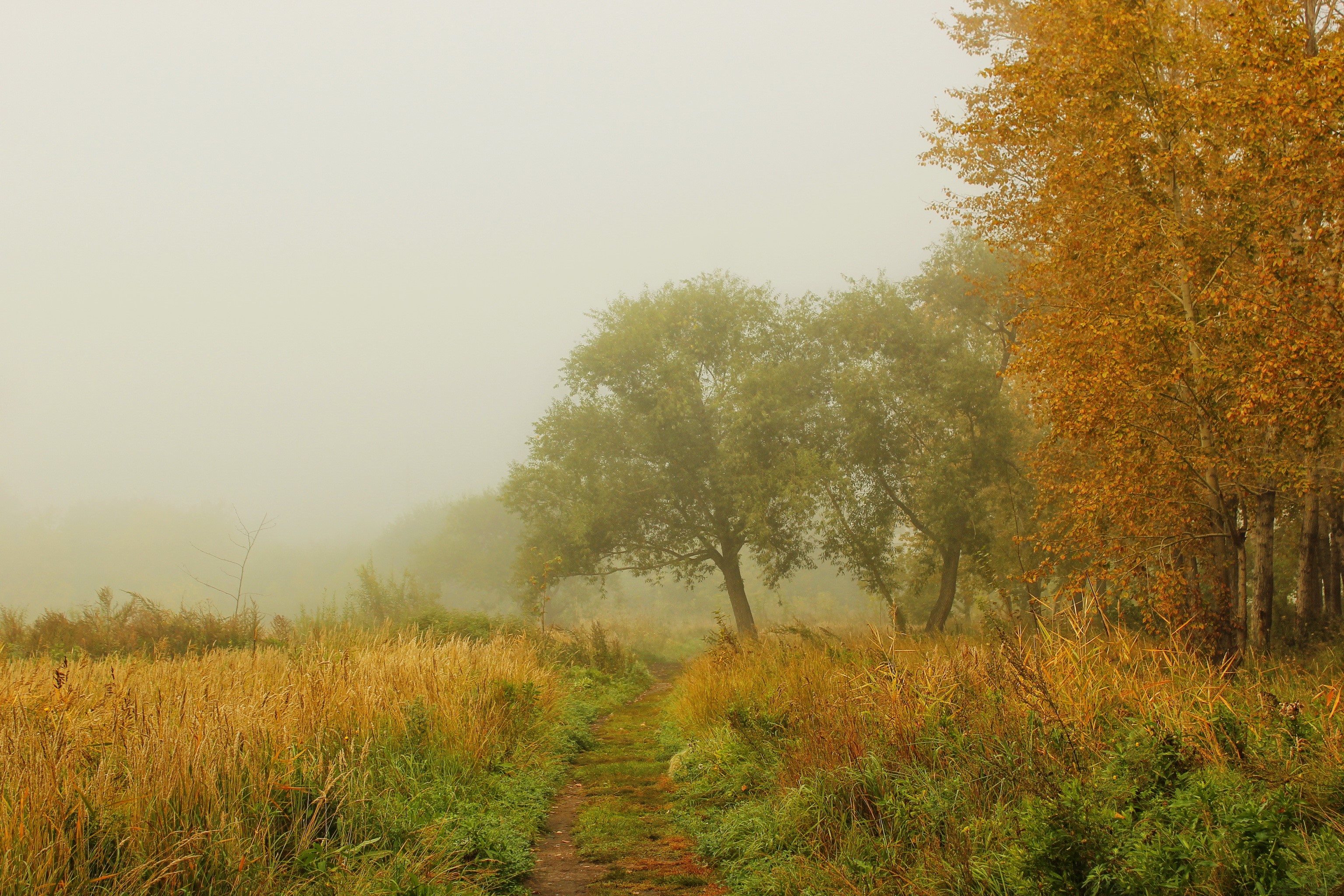 Autumn fog over a grassy field with trees HD Wallpaper
