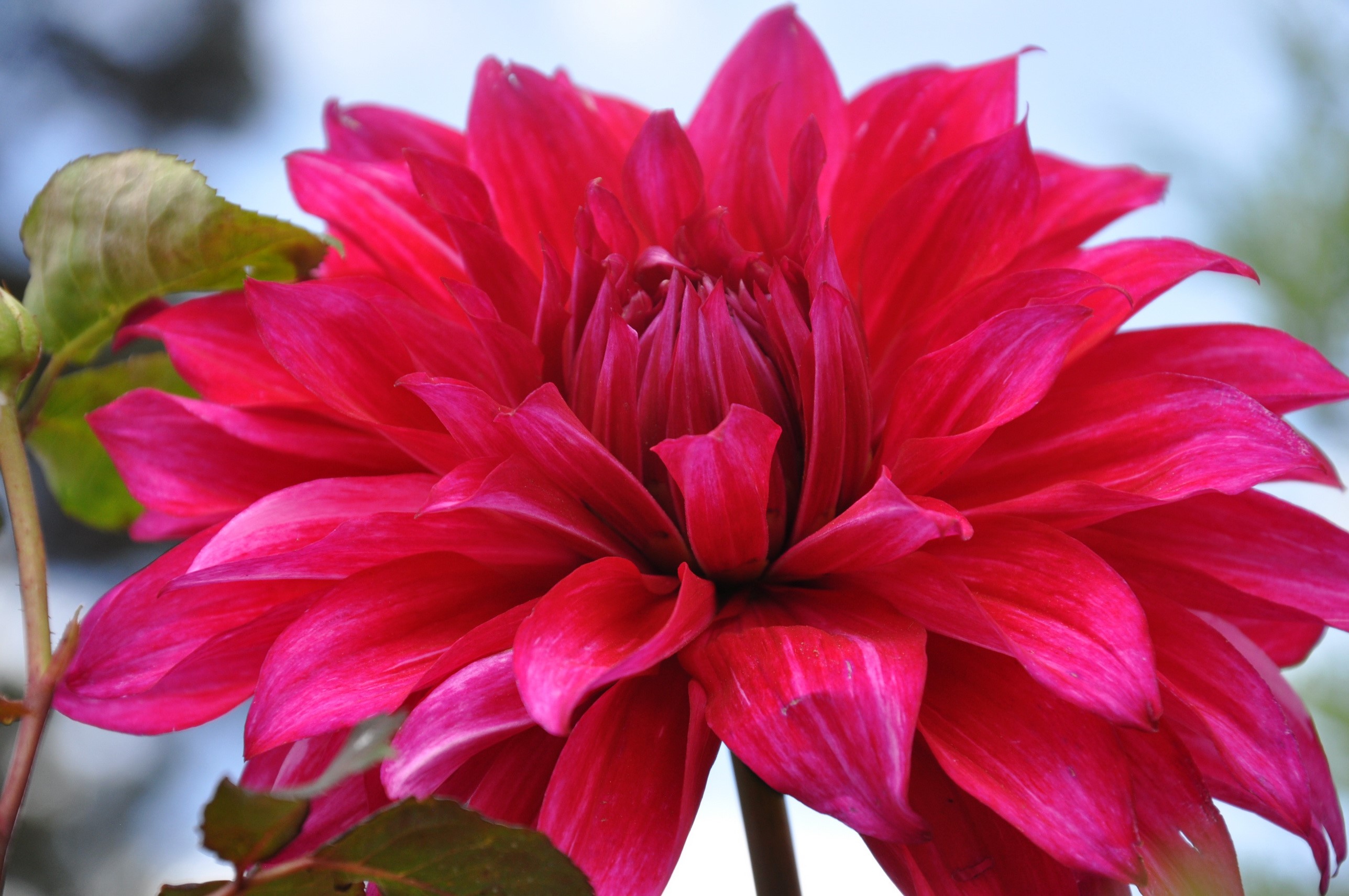 Close-up of a vibrant red dahlia flower HD Wallpaper