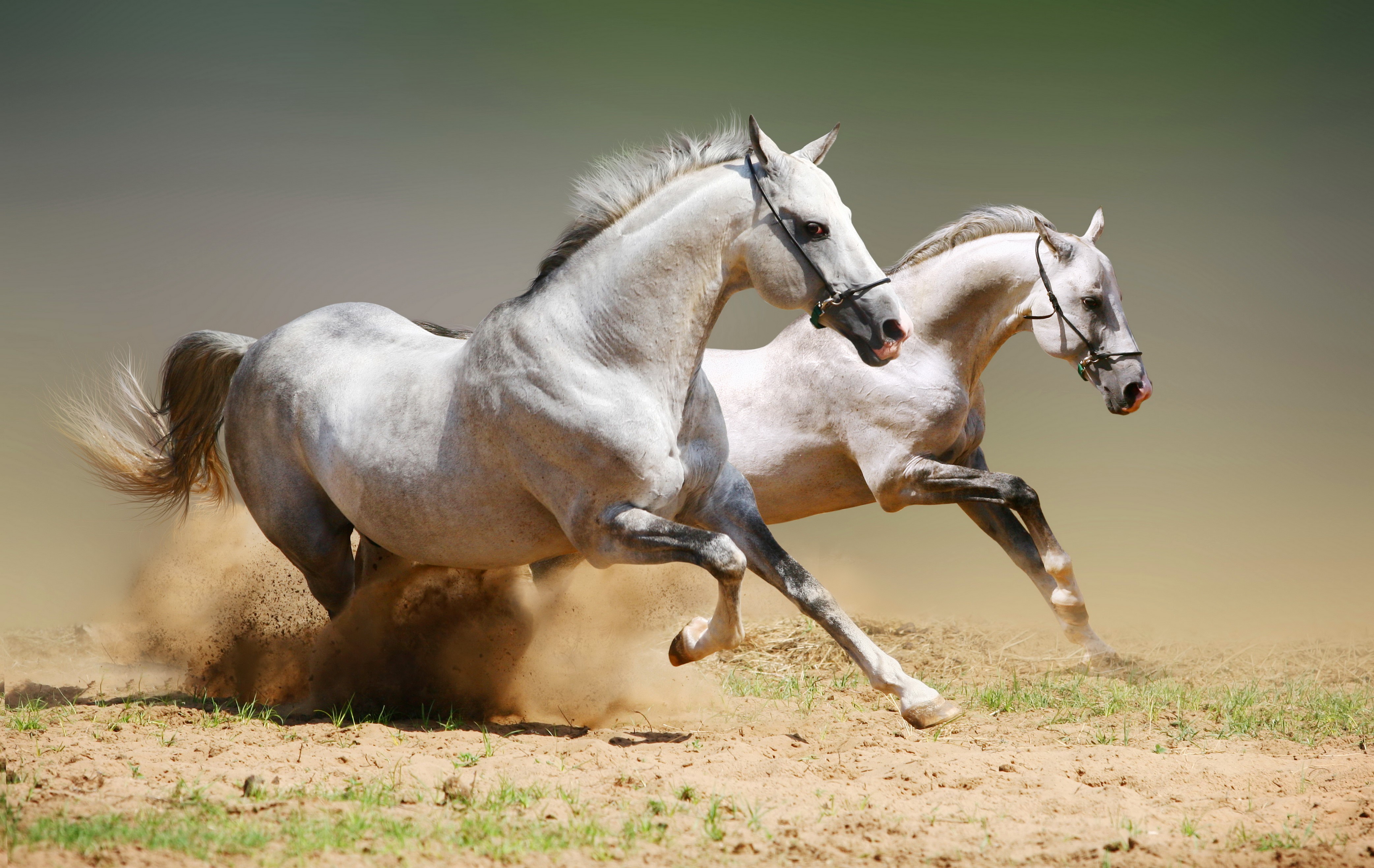 Two white horses running in dust HD Wallpaper