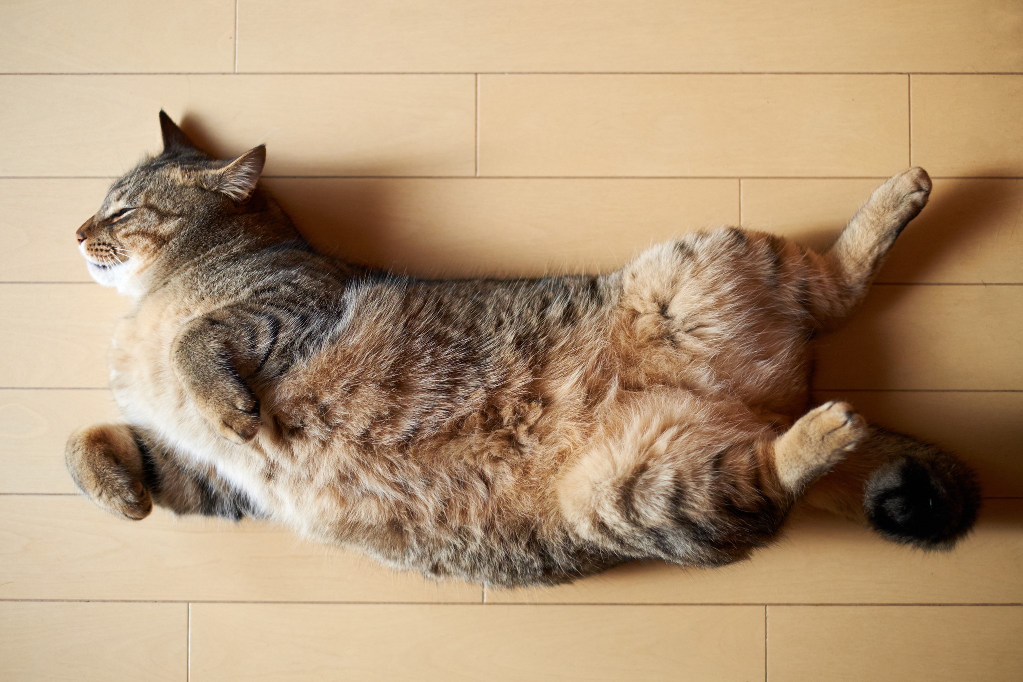 A tabby cat sleeping on a wooden floor HD Wallpaper