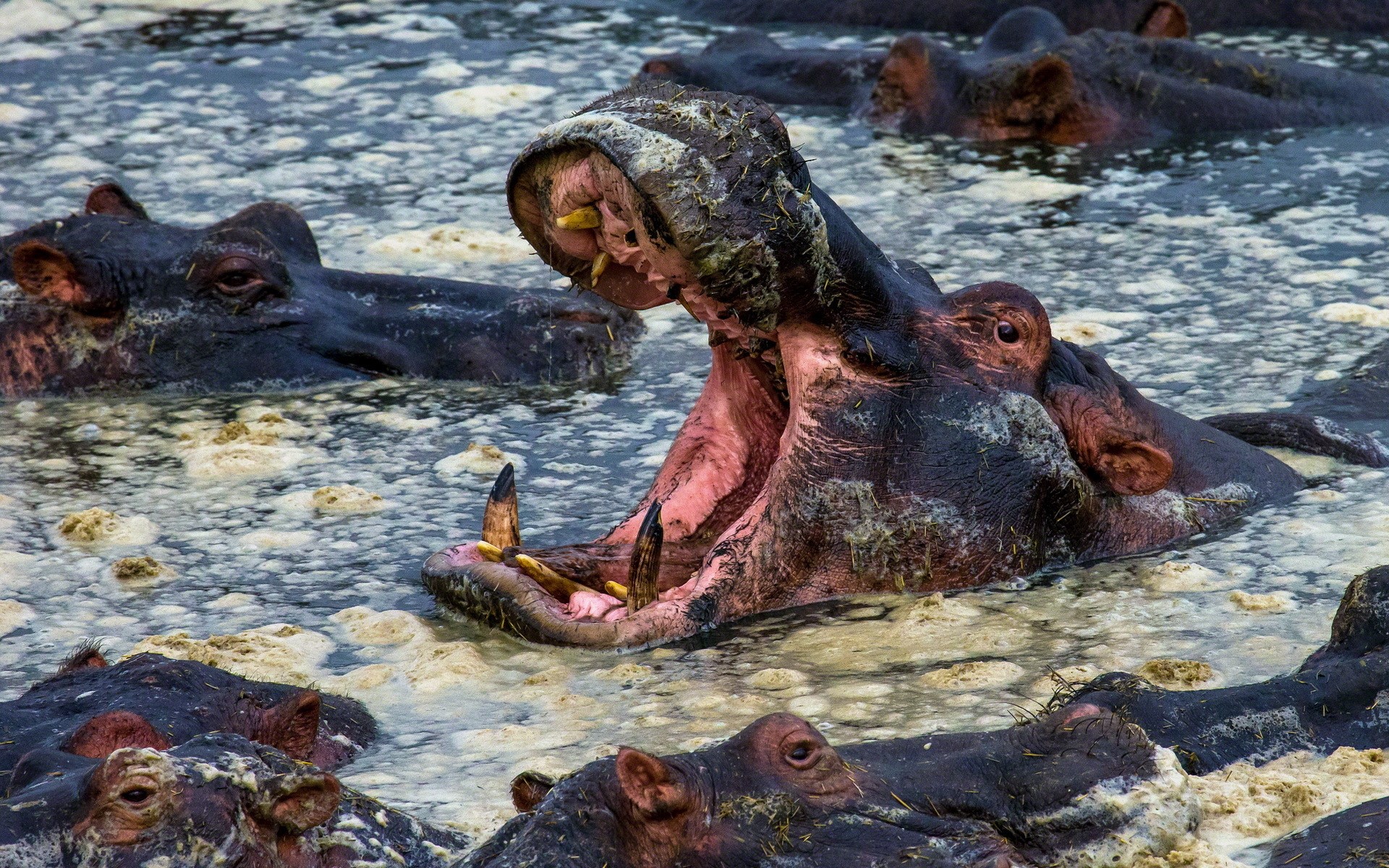 Hippos yawning in murky water HD Wallpaper
