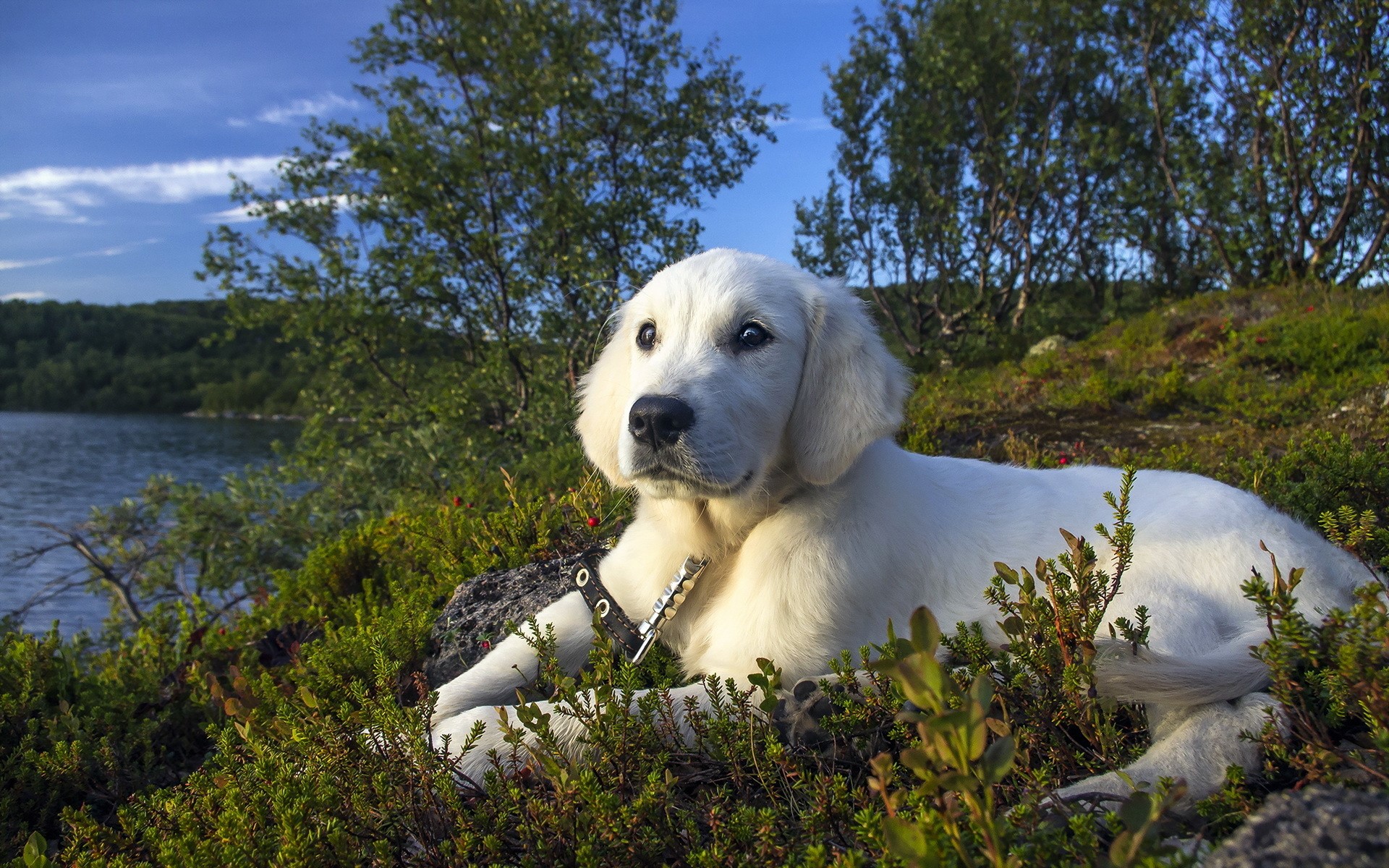 White puppy lying in green bushes near a lake HD Wallpaper