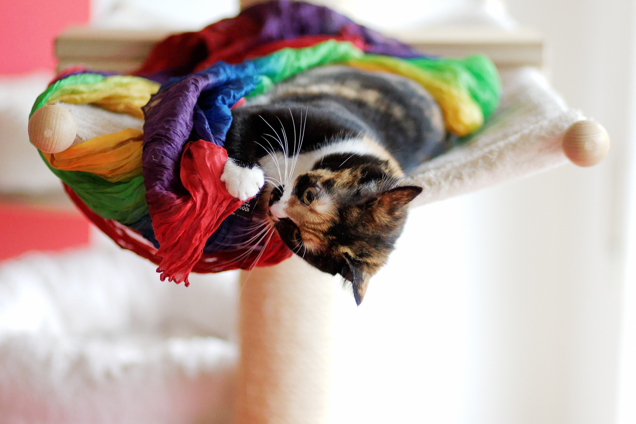 Calico cat playing with a rainbow scarf on a cat tree HD Wallpaper
