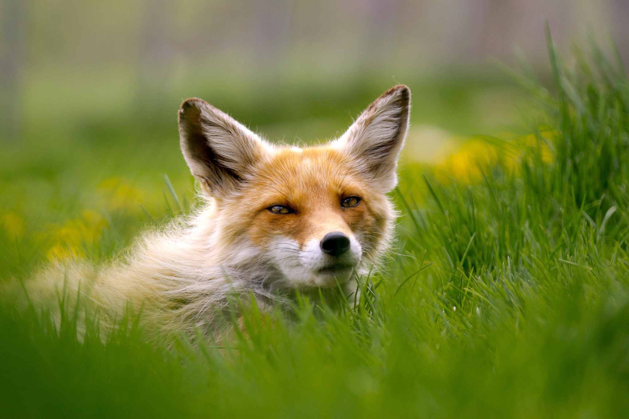 A fox peeking through green grass HD Wallpaper