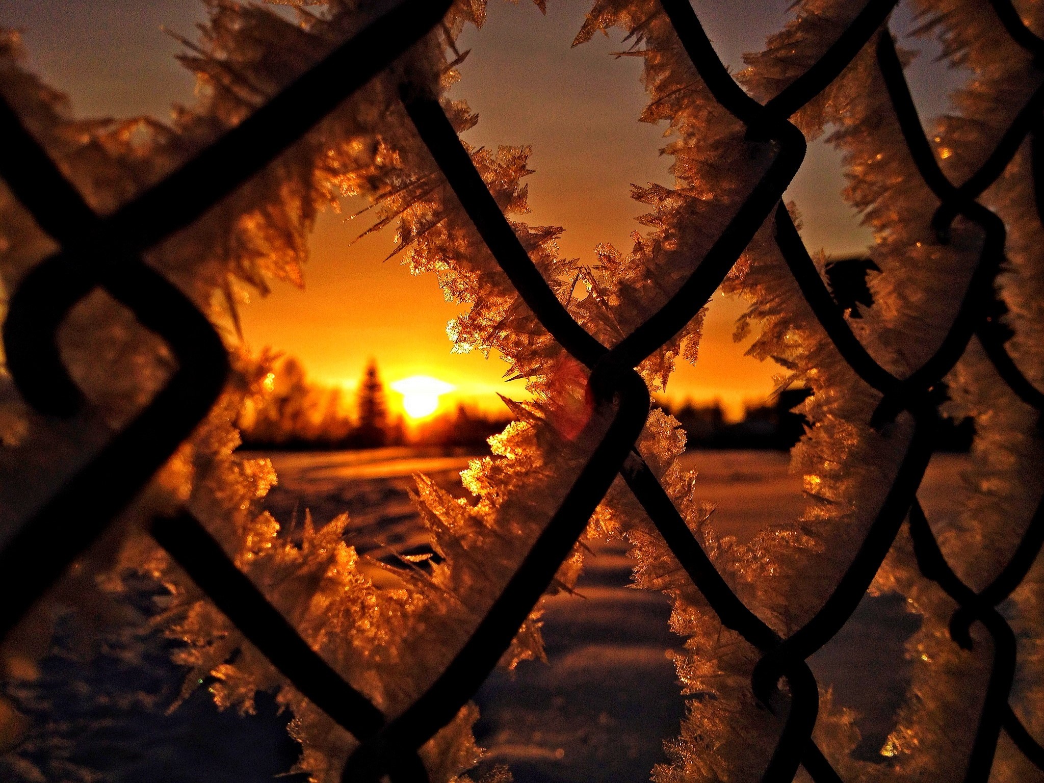 Sunrise through a frosted fence HD Wallpaper
