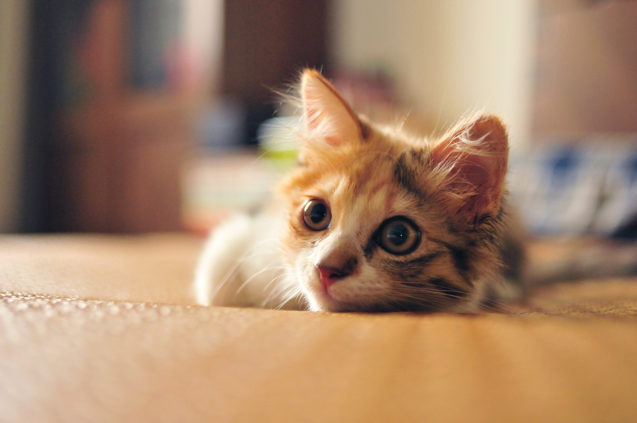 Kitten looking up with wide eyes HD Wallpaper