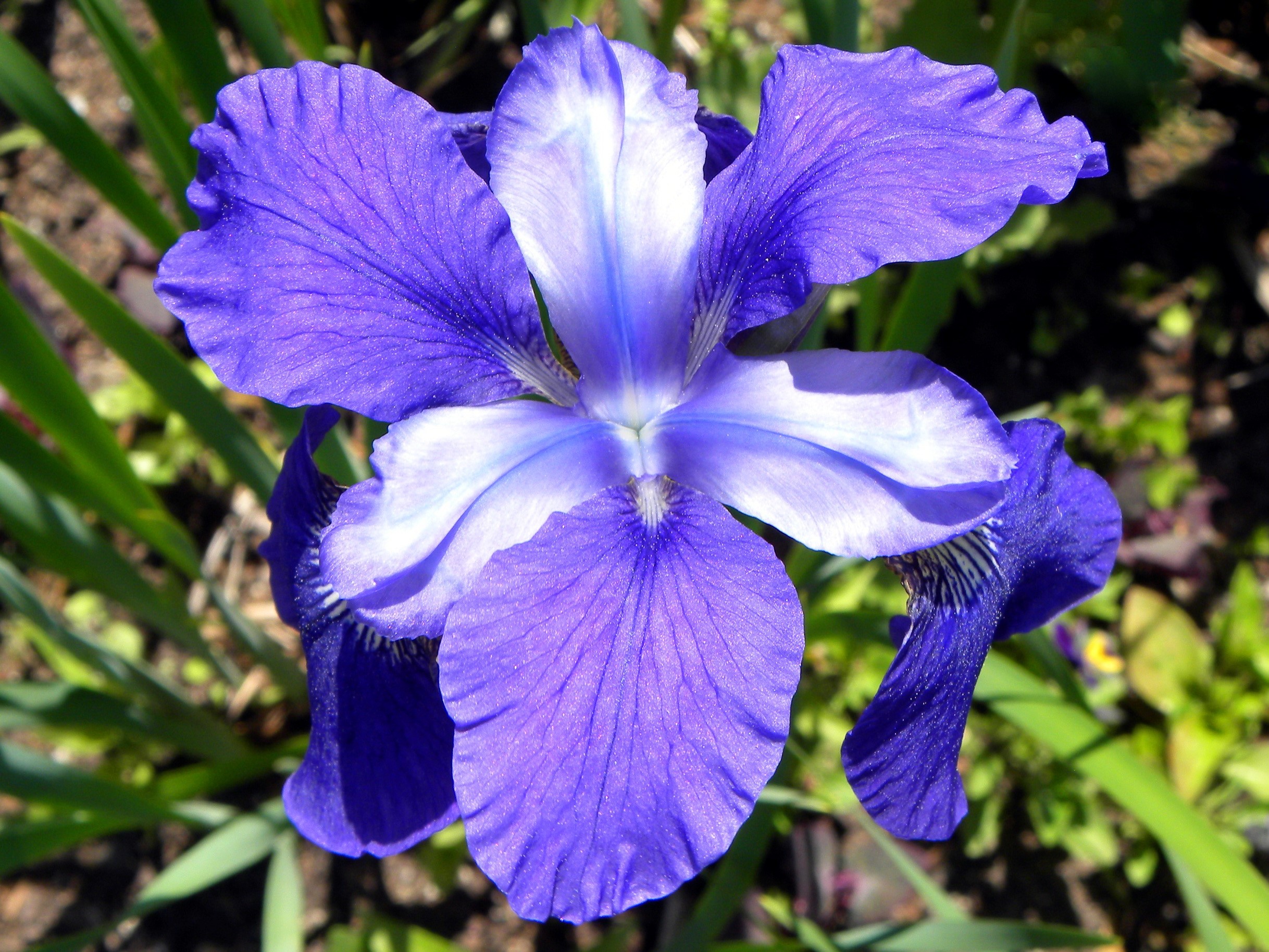 Close-up of a purple and white iris flower HD Wallpaper