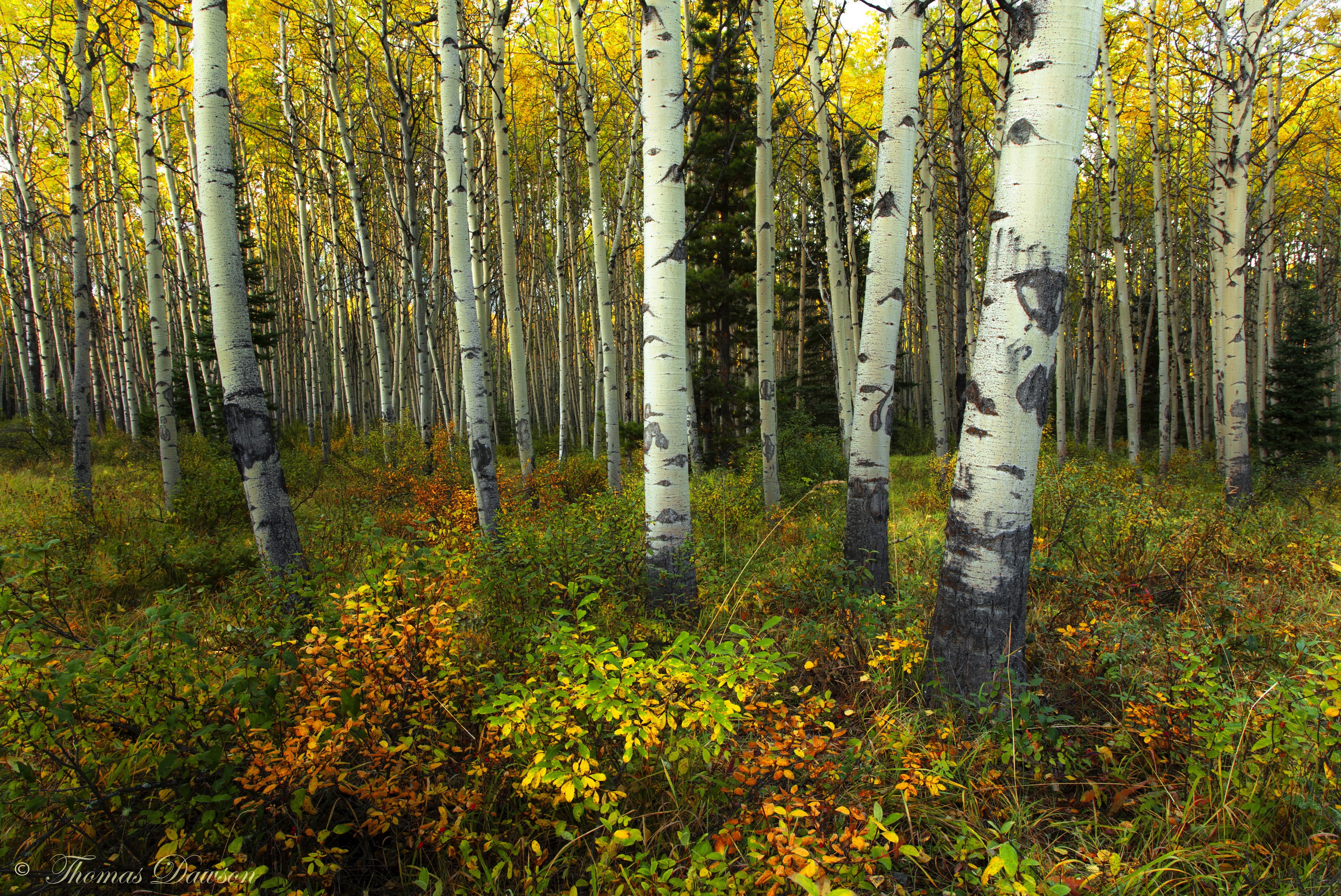 Aspen Trees in Jasper National Park, Canada HD Wallpaper