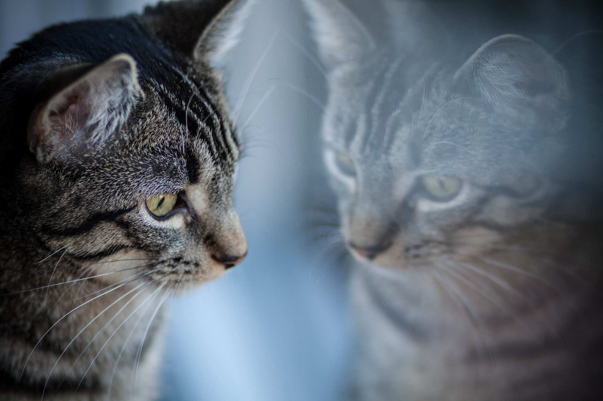 Tabby cat looking at its reflection in glass HD Wallpaper