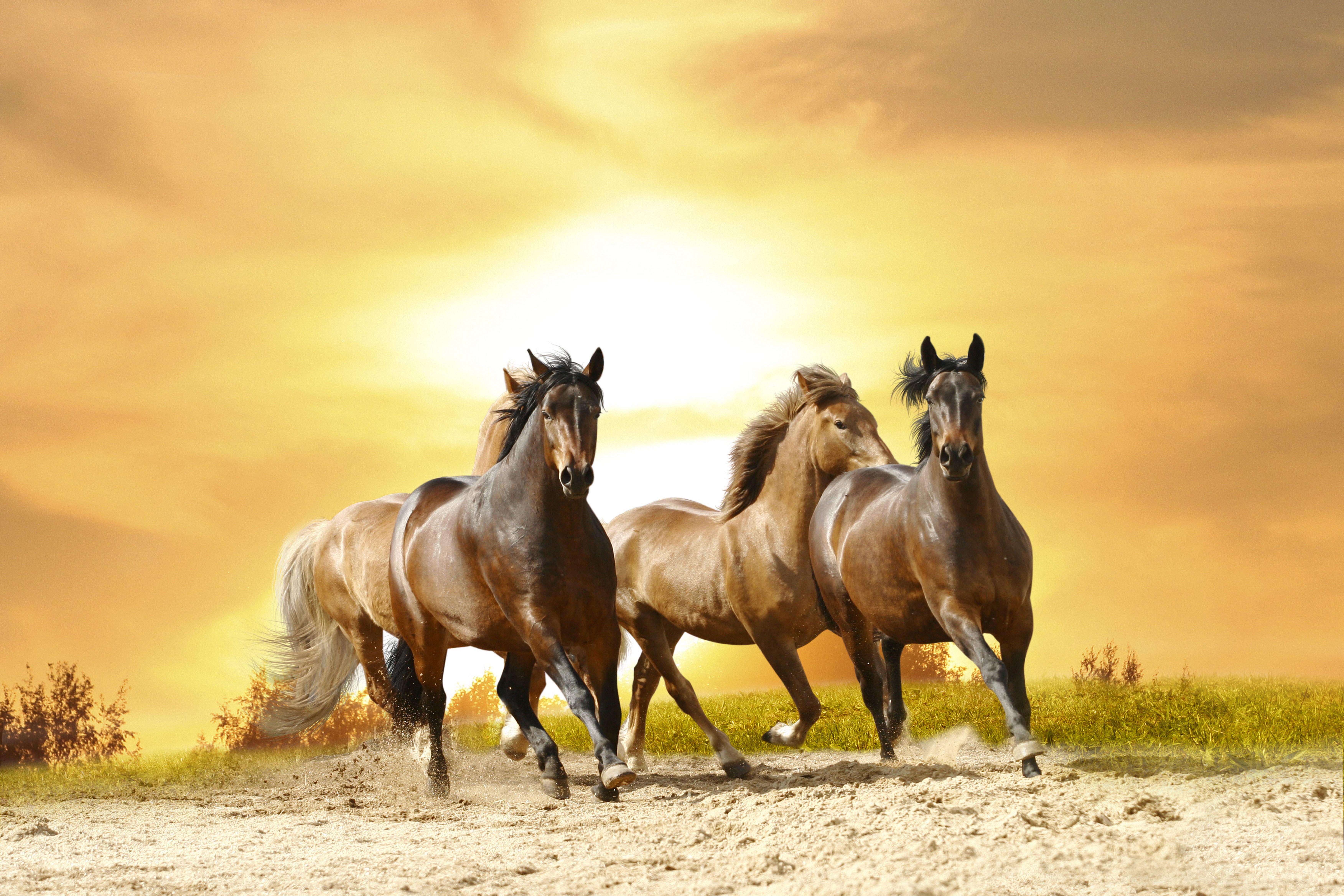 Three Horses Running at Sunset HD Wallpaper