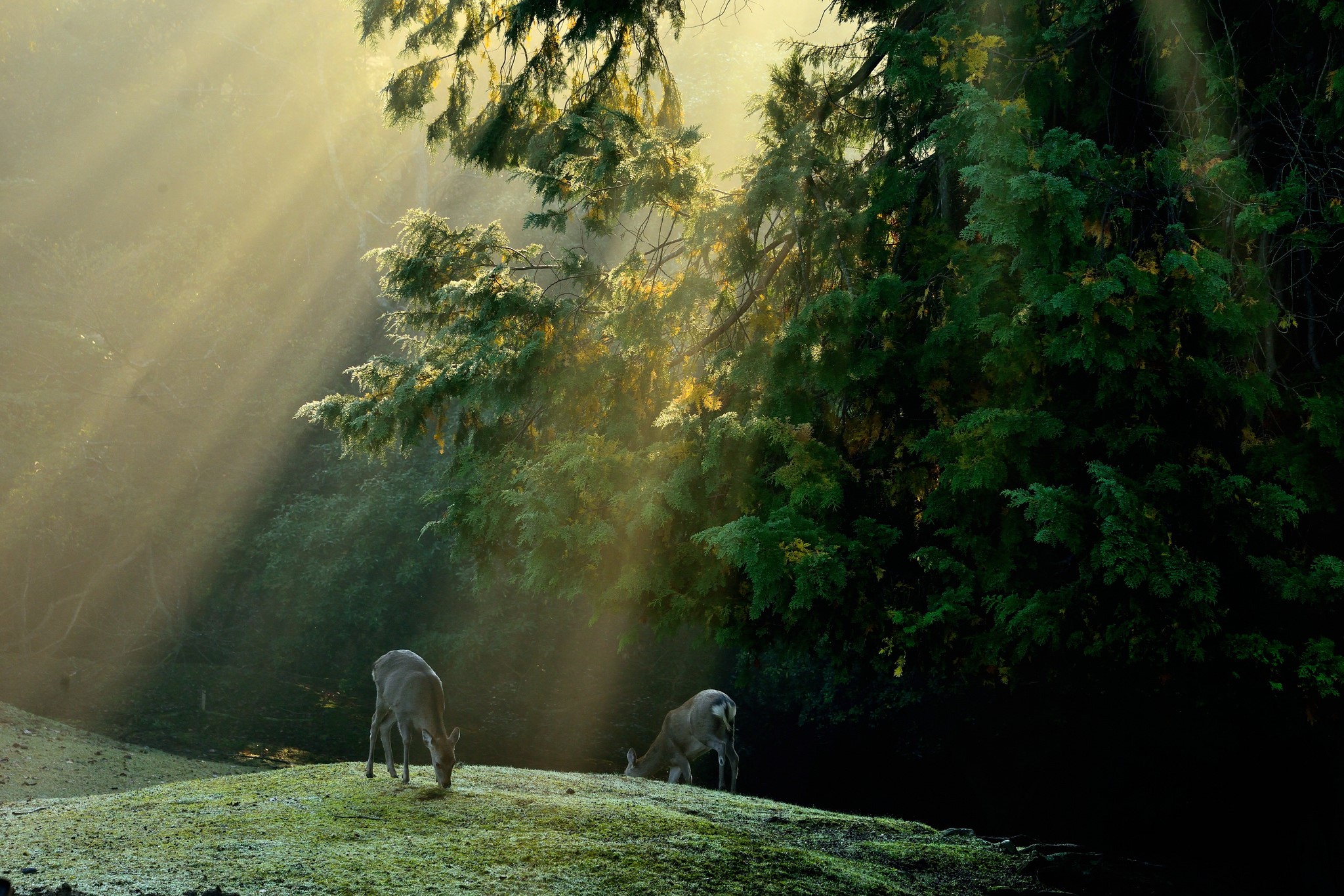 Deer grazing in sunbeams in a forest HD Wallpaper