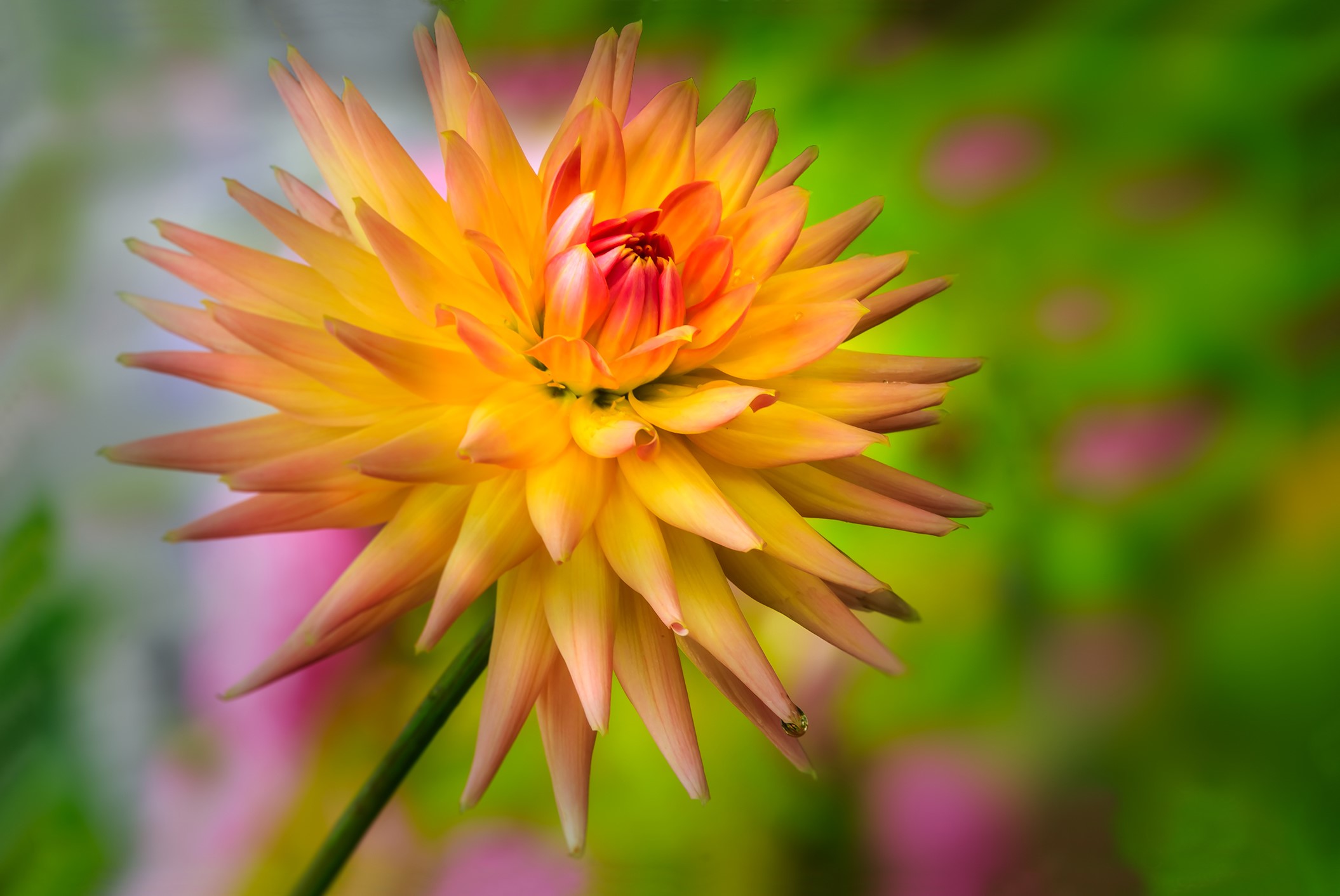 Close-up of a vibrant orange and yellow dahlia flower HD Wallpaper