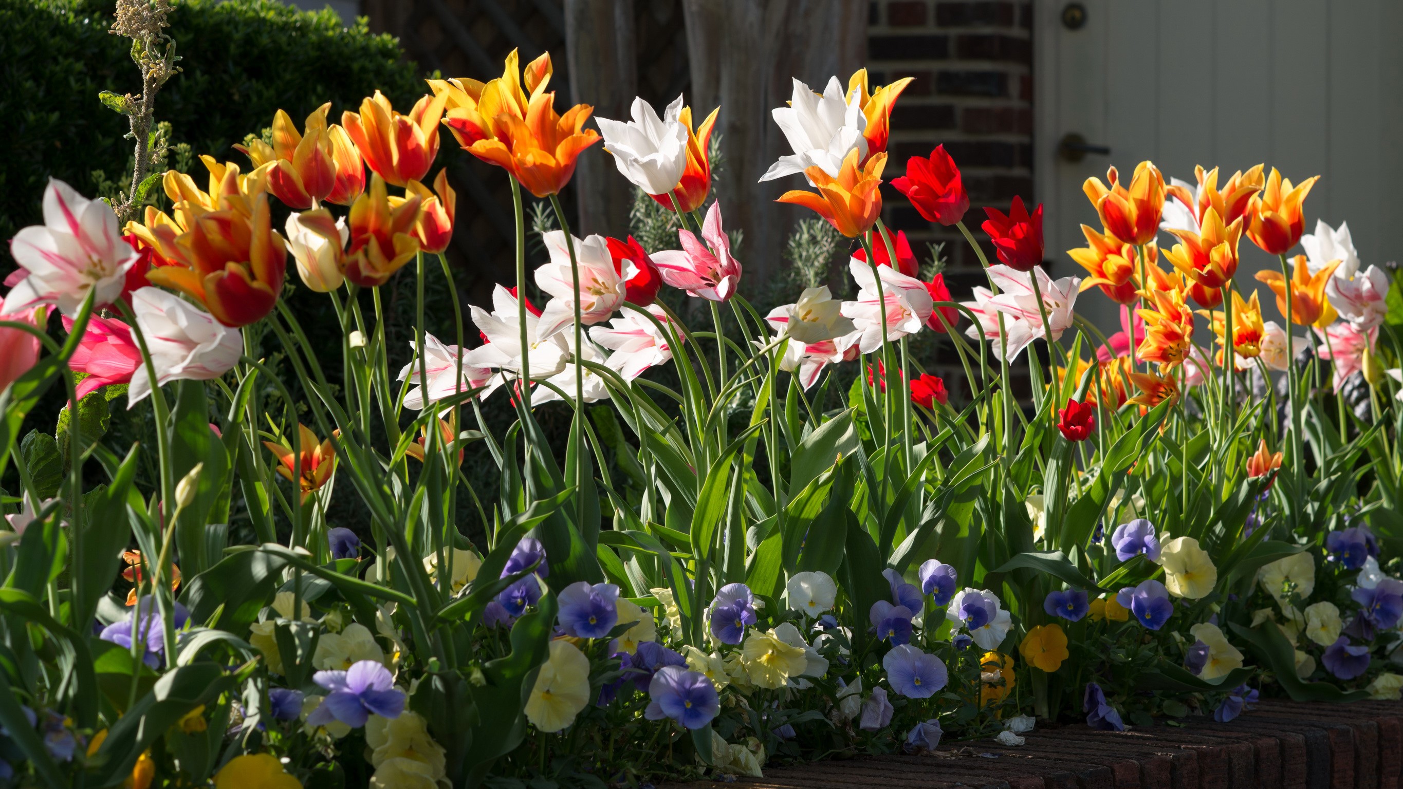 Colorful Tulips and Pansies in a Garden HD Wallpaper