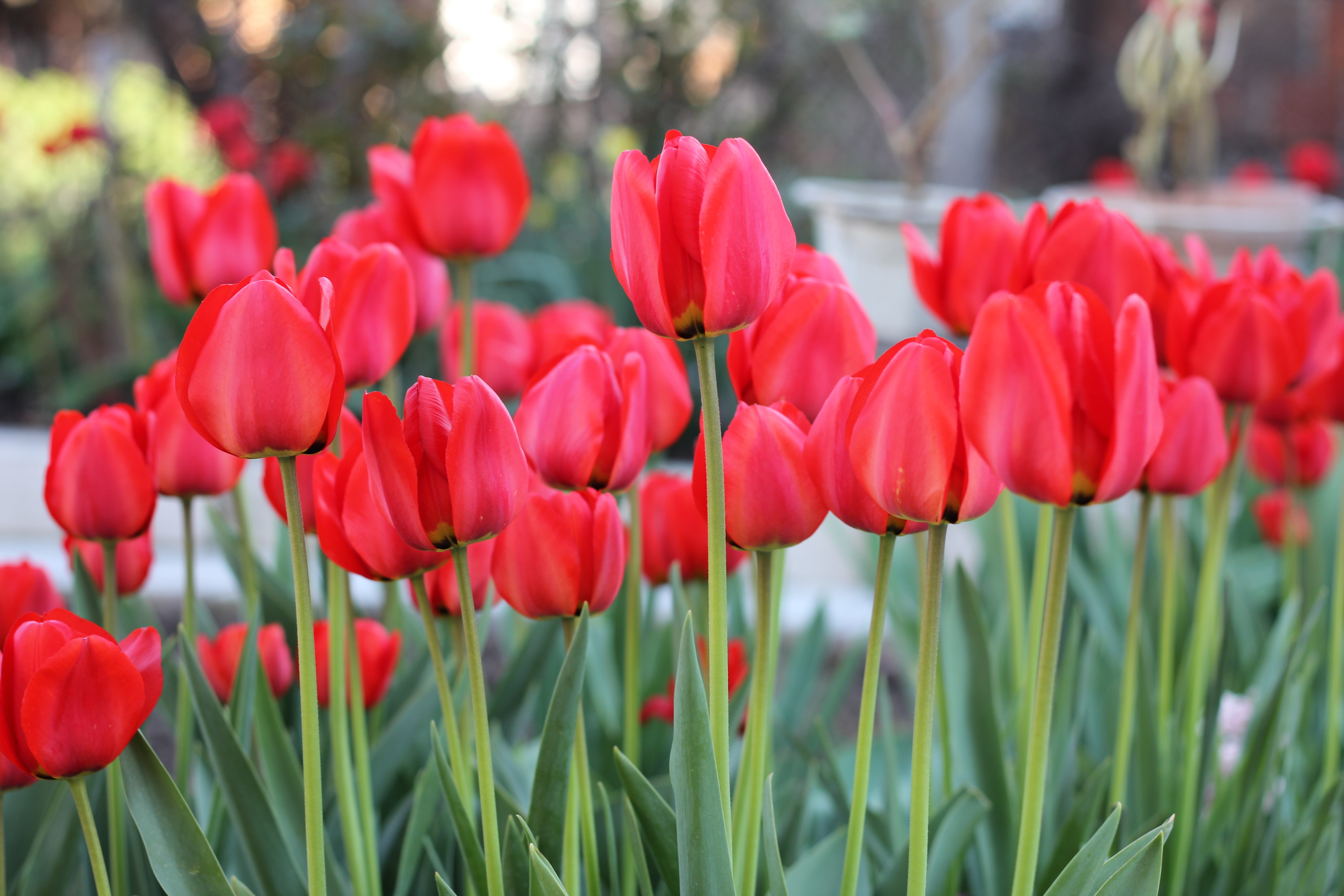 Red Tulips Field HD Wallpaper