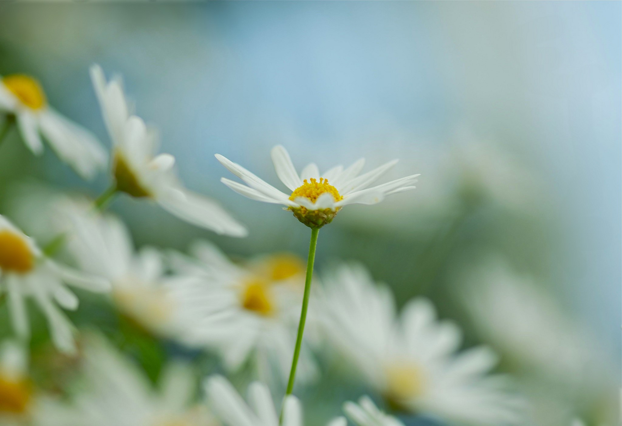 Close-up of white daisies in a field HD Wallpaper