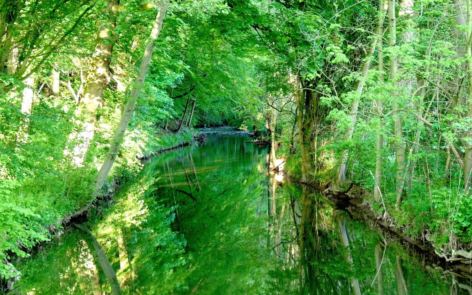 A tranquil forest stream reflects the surrounding trees HD Wallpaper