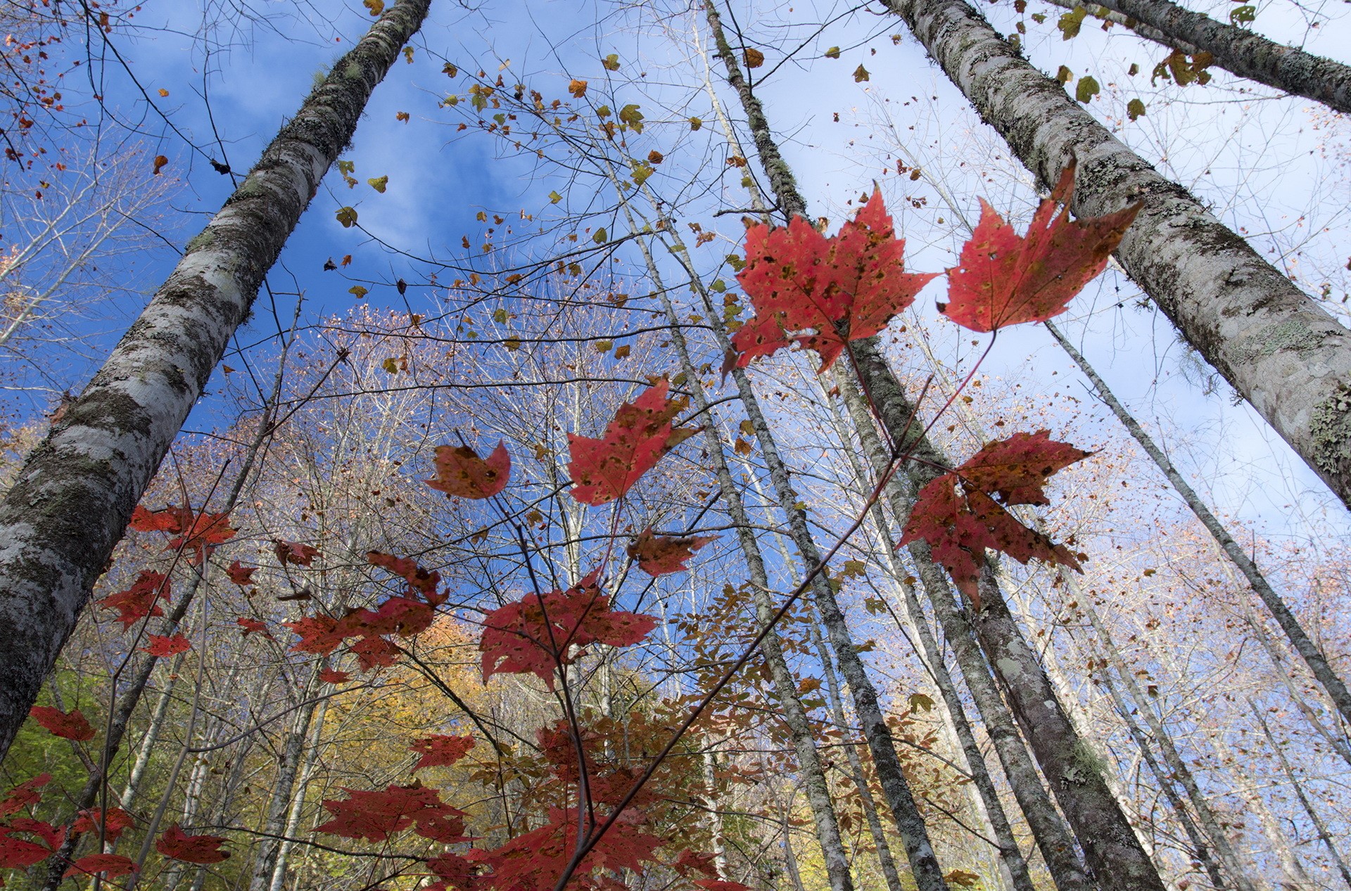 Red Maple Leaves and Birch Trees in Autumn HD Wallpaper
