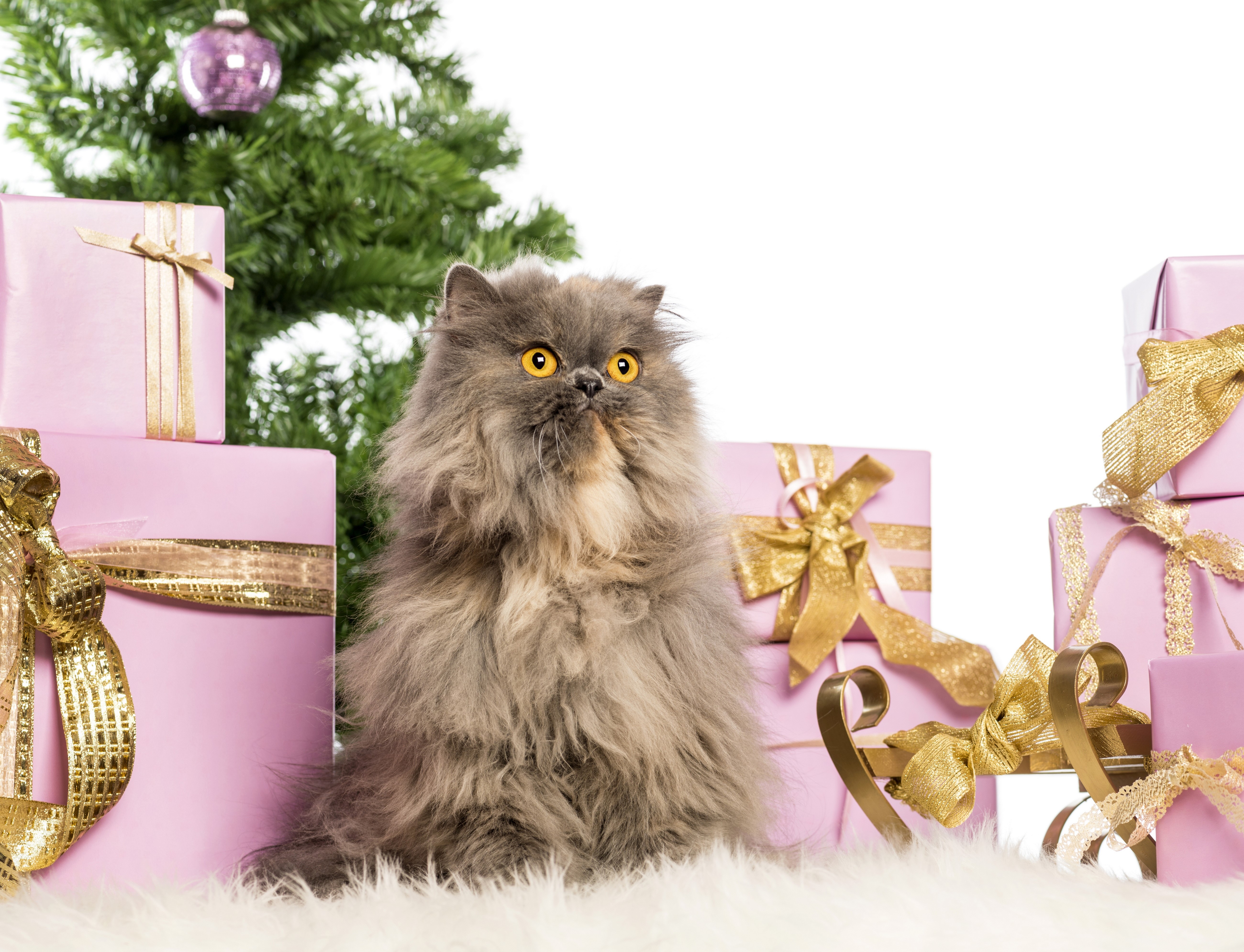 Persian Cat with Christmas Gifts HD Wallpaper